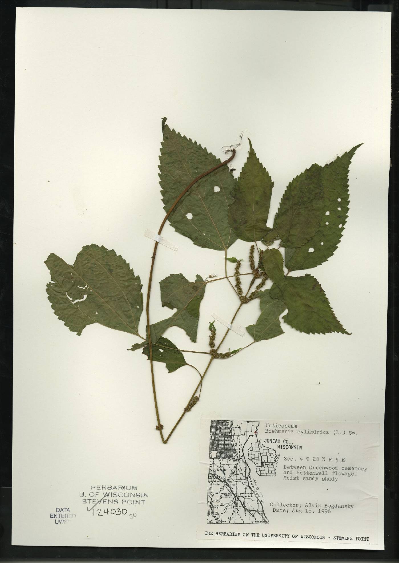 Boehmeria cylindrica image