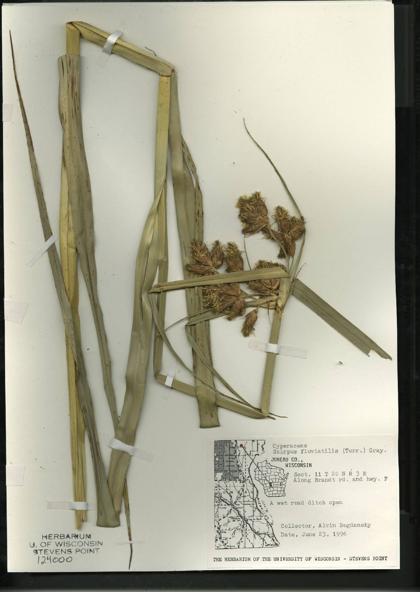 Bolboschoenus fluviatilis image