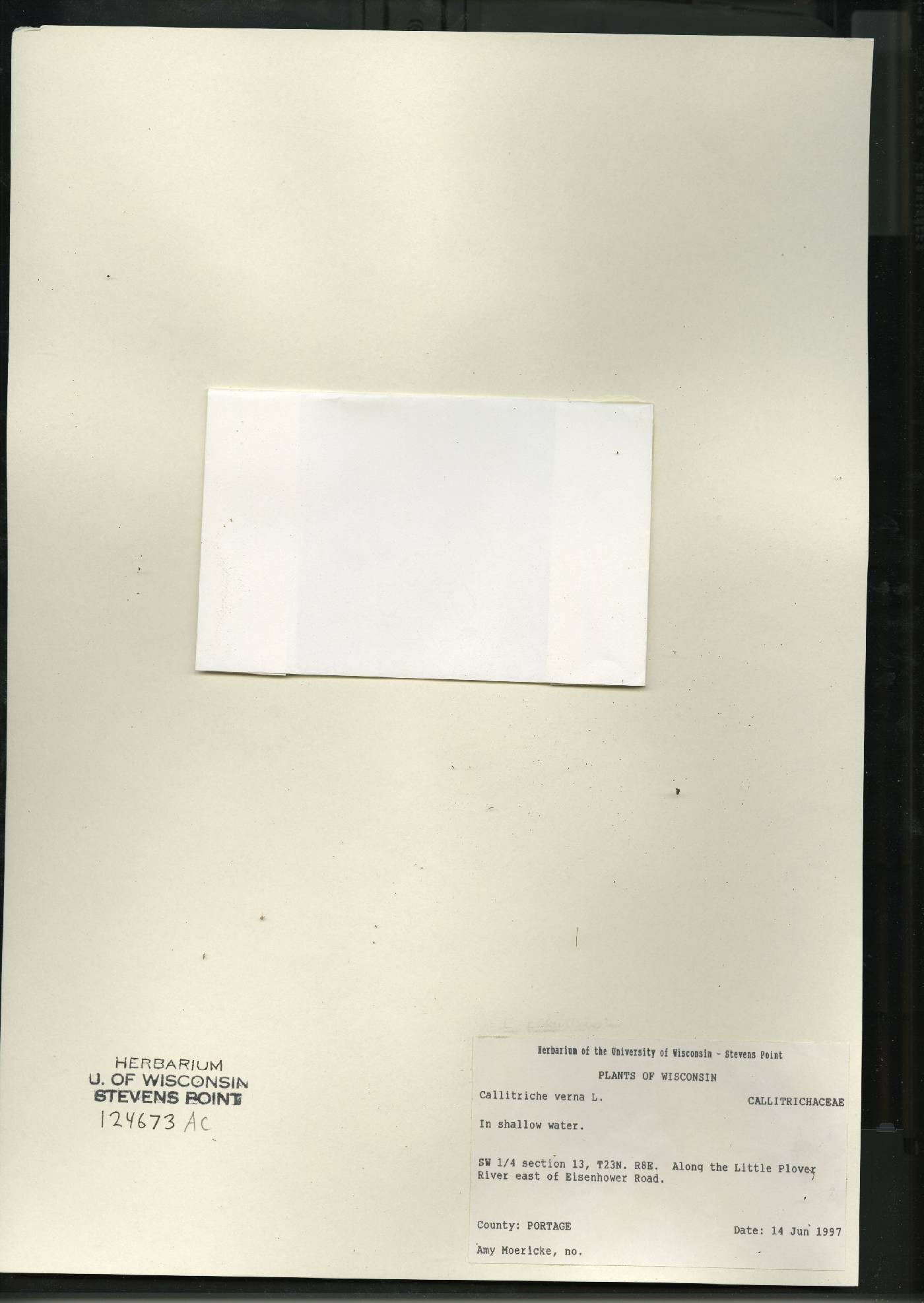 Callitriche palustris image