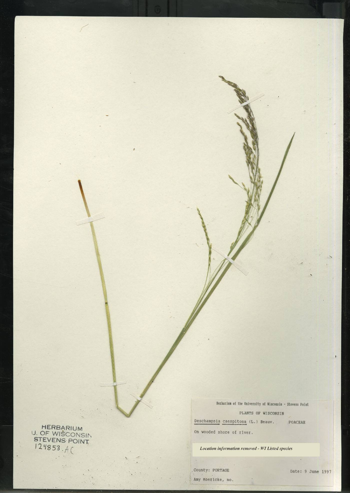 Deschampsia cespitosa image
