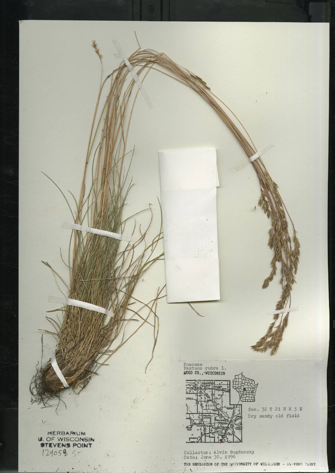 Festuca rubra image