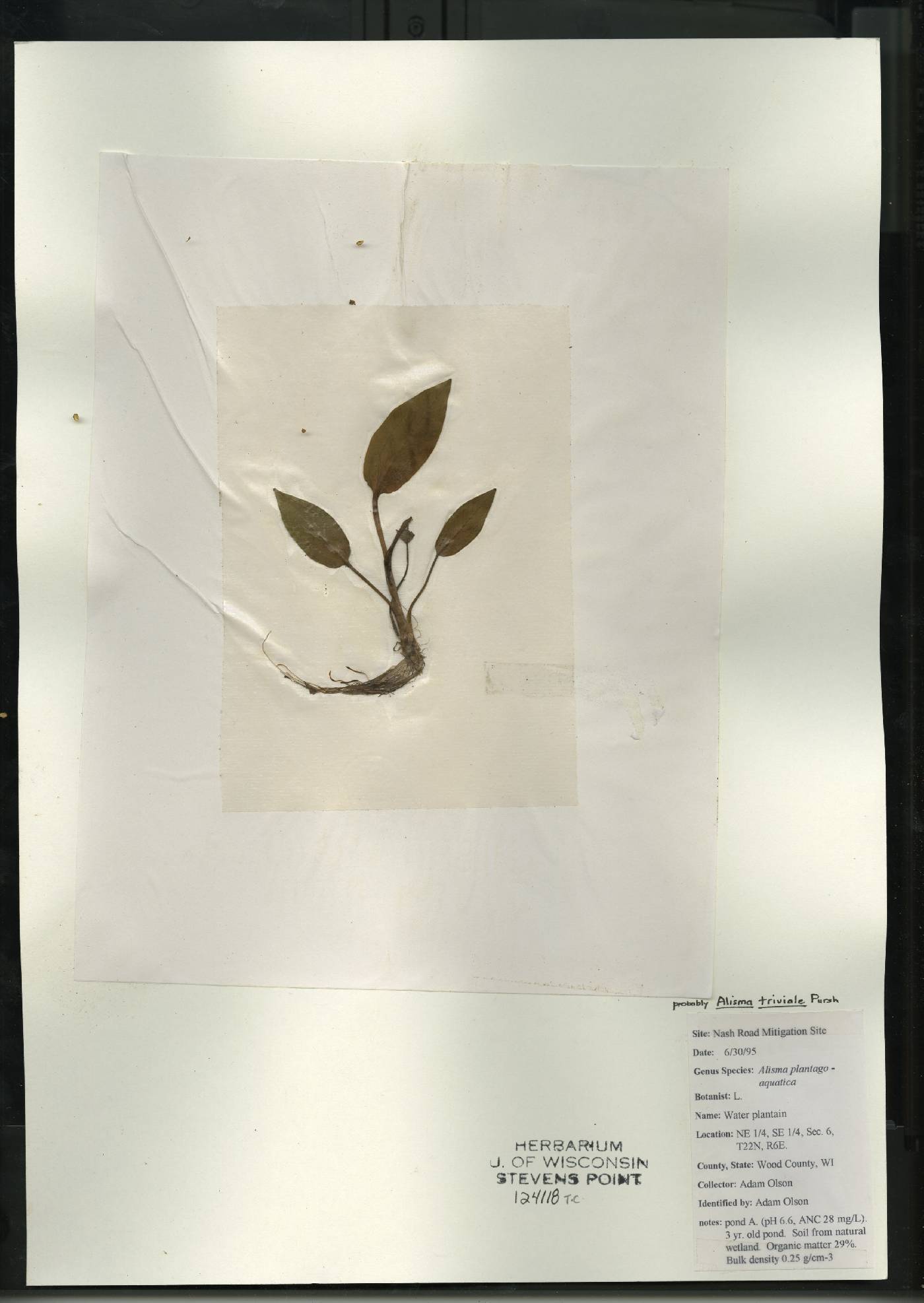 Alisma triviale image