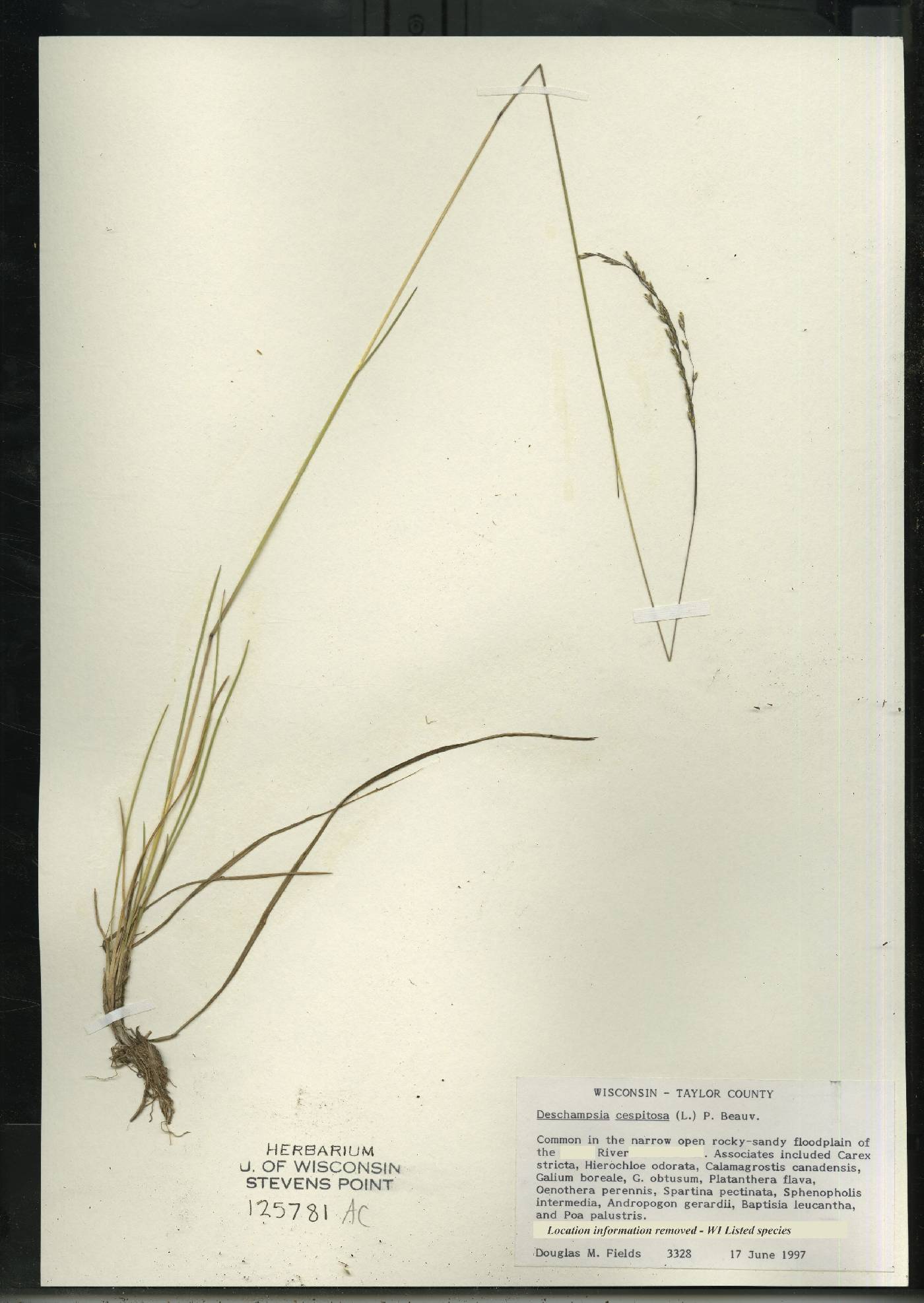 Deschampsia cespitosa image