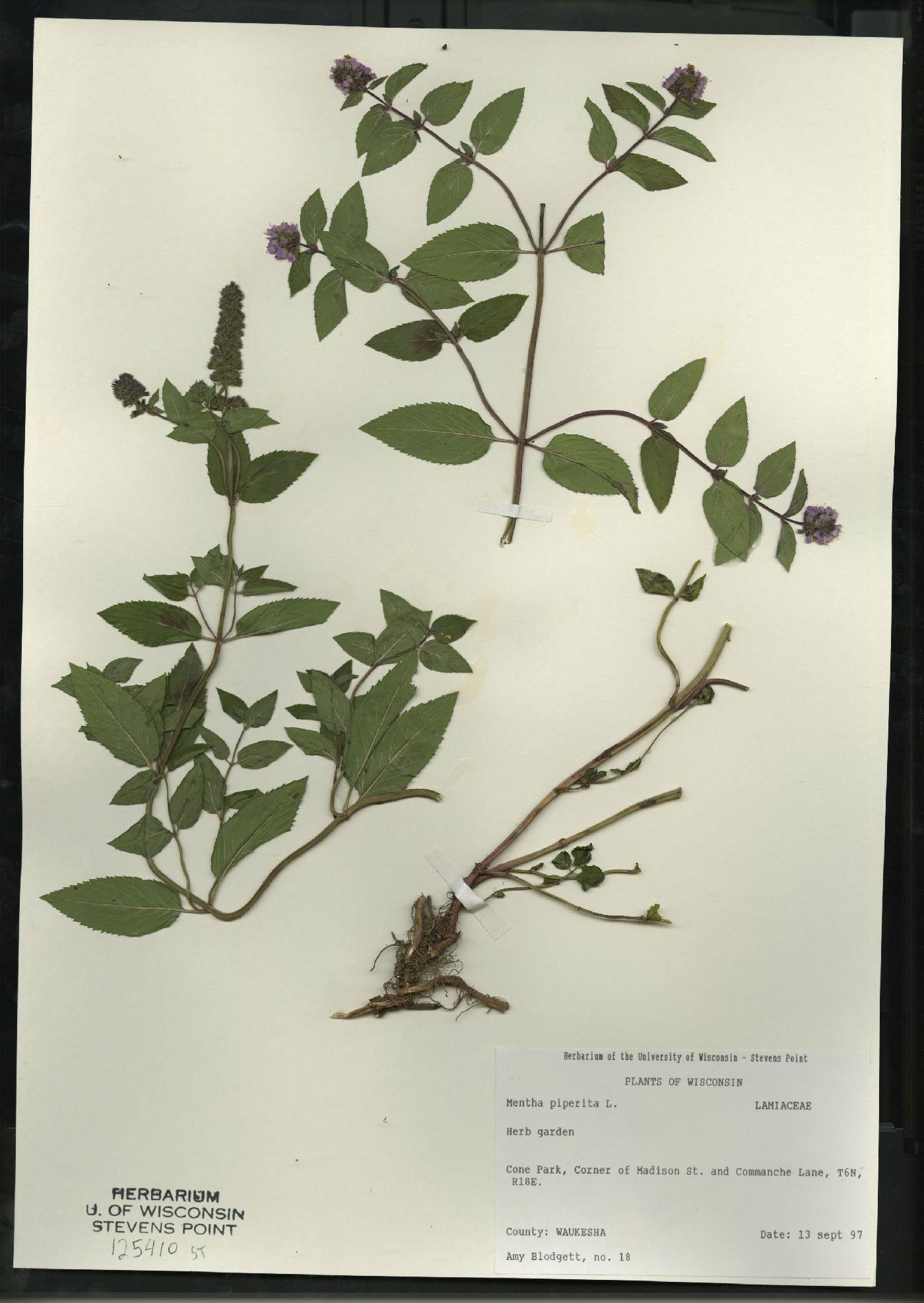 Mentha X piperita image