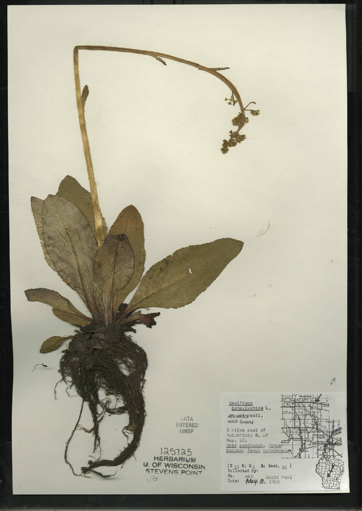 Micranthes pensylvanica image