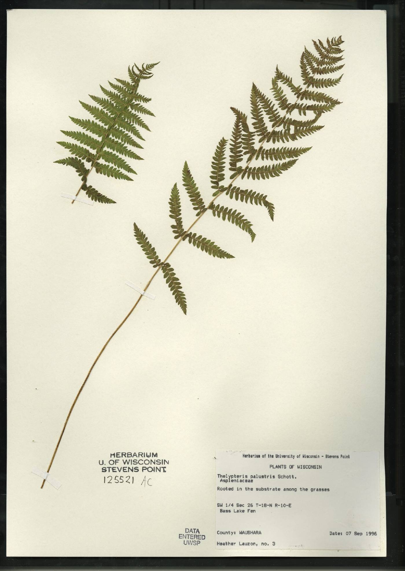 Thelypteris palustris var. pubescens image