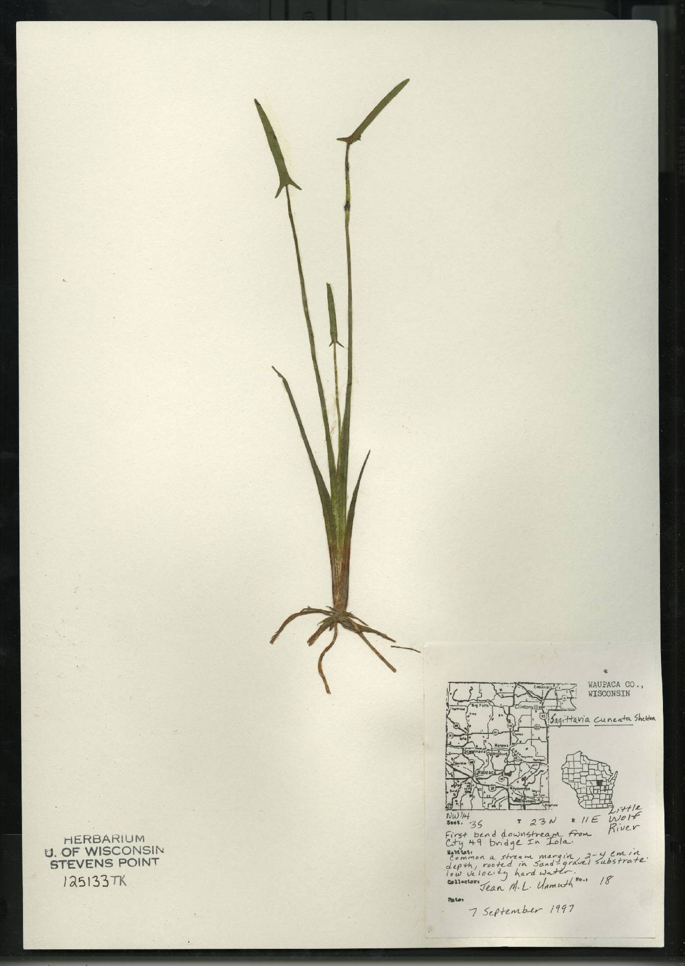 Sagittaria cuneata image