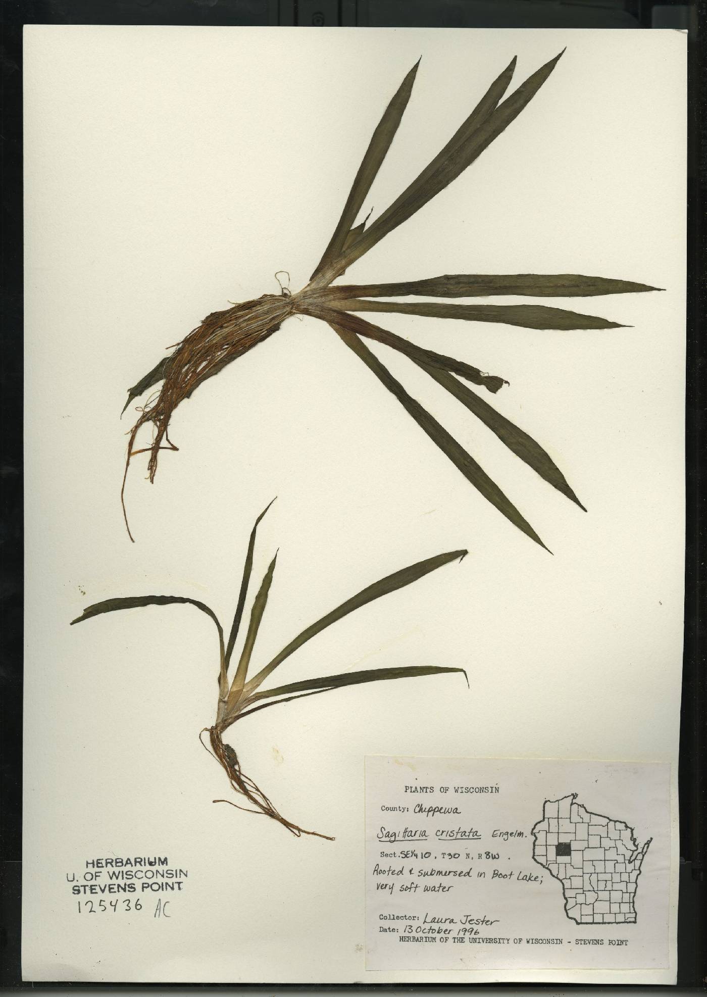 Sagittaria cristata image
