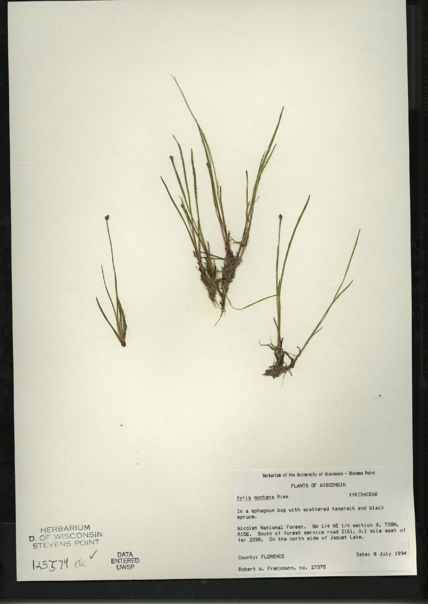 Xyris montana image