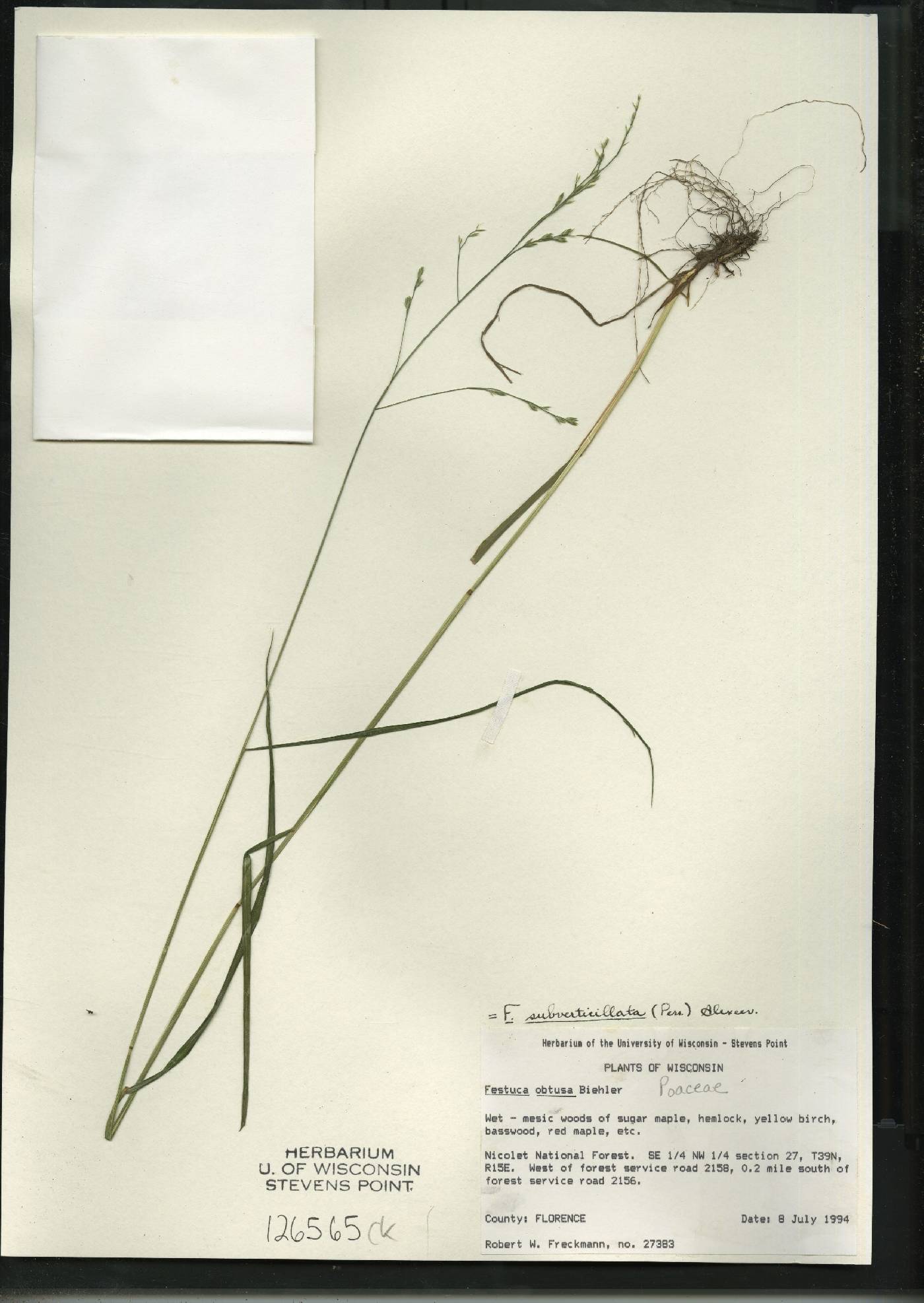 Festuca subverticillata image