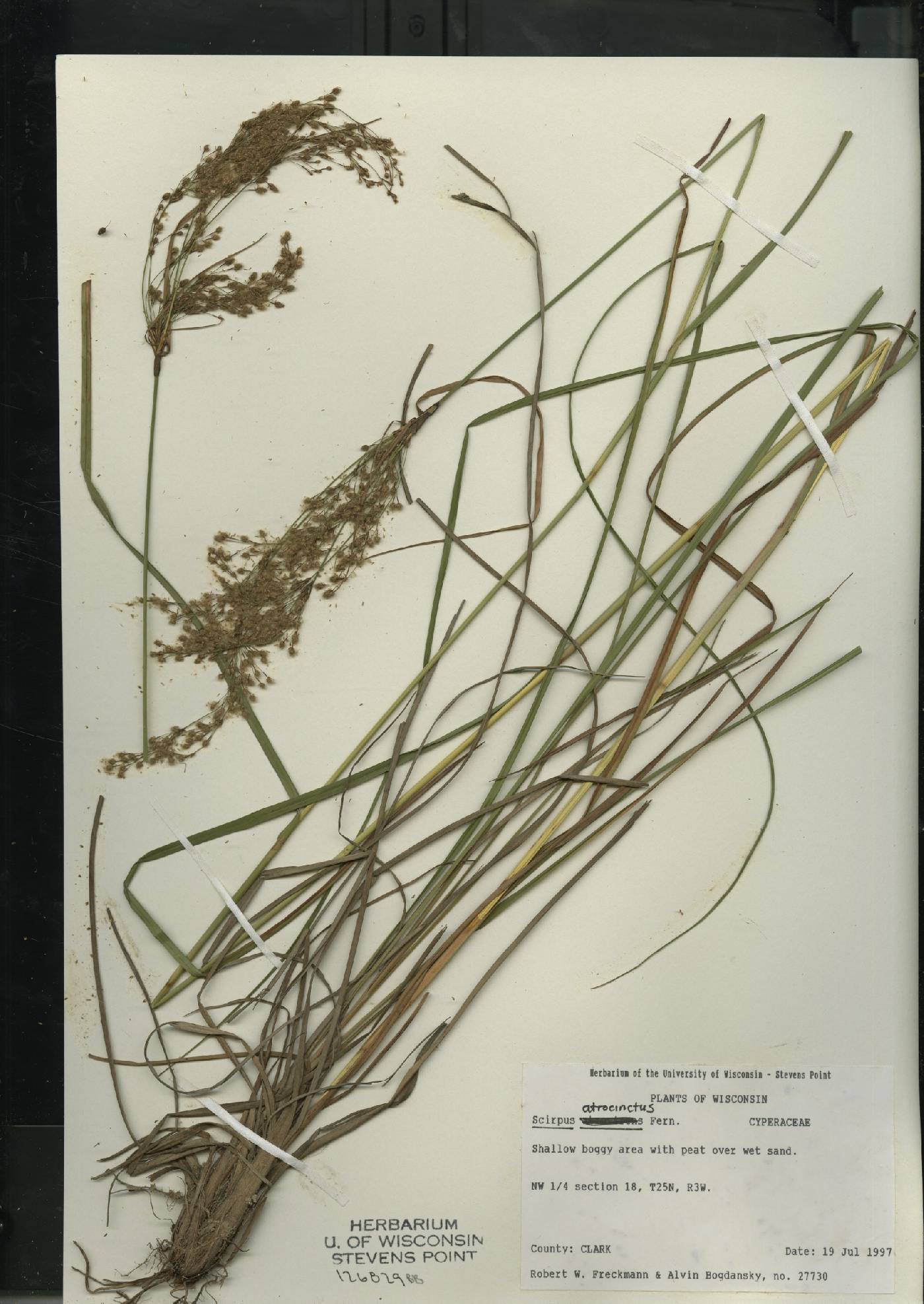 Scirpus atrocinctus image