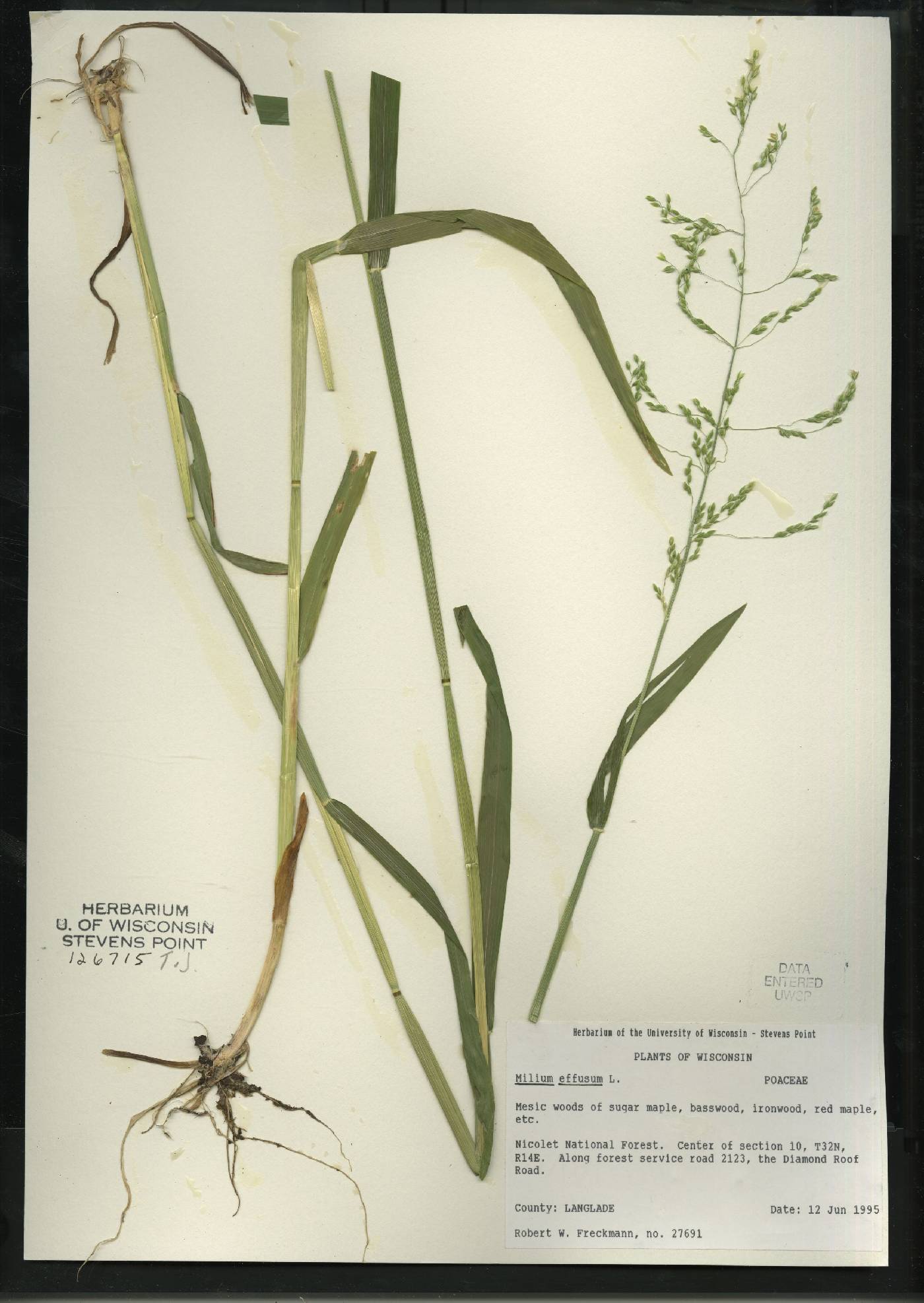 Milium effusum image