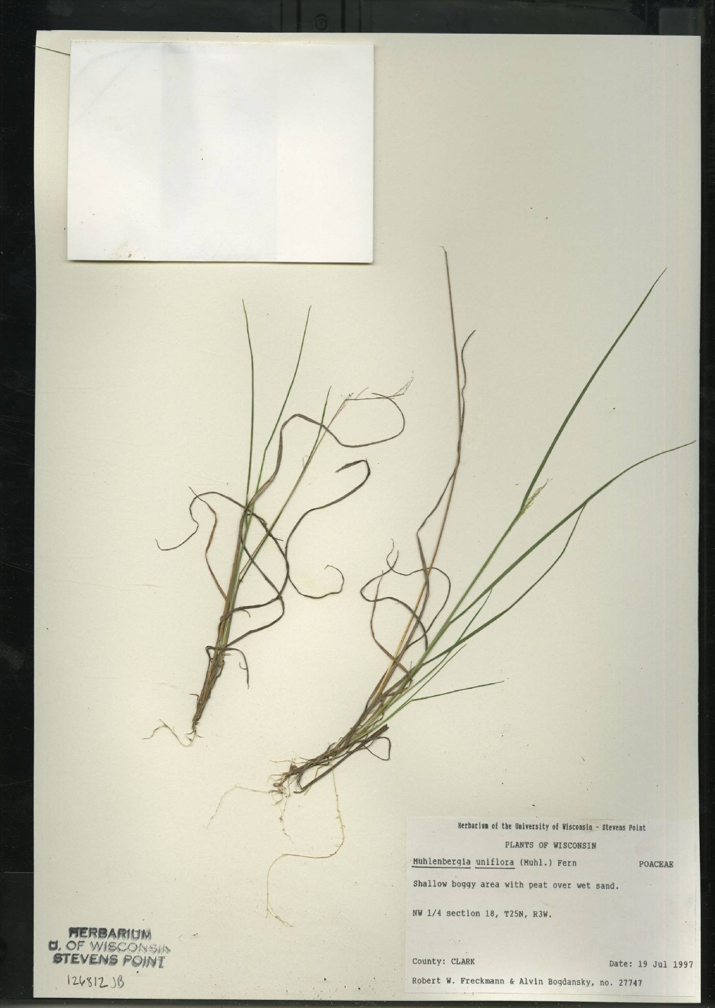 Muhlenbergia uniflora image