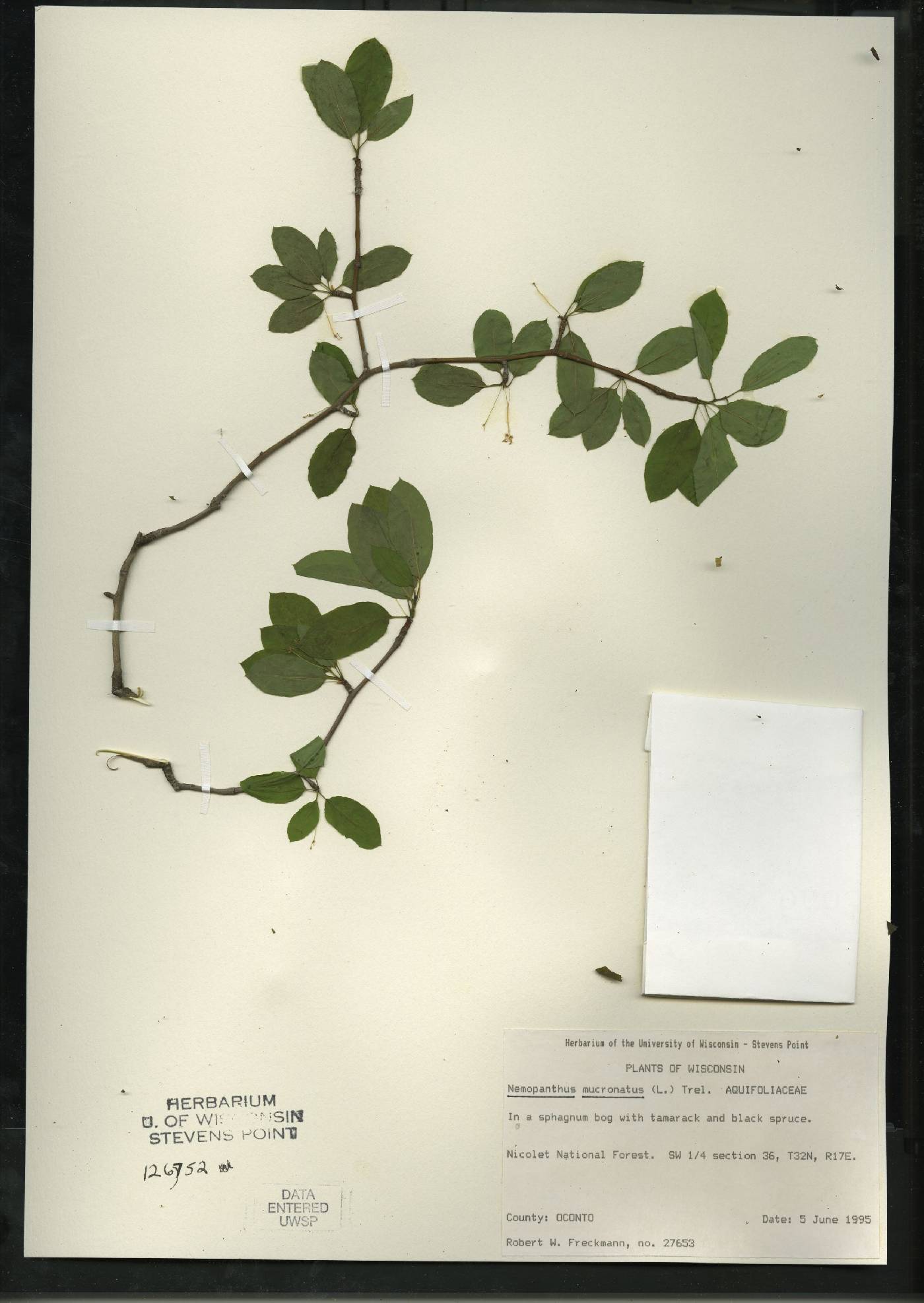 Ilex mucronata image