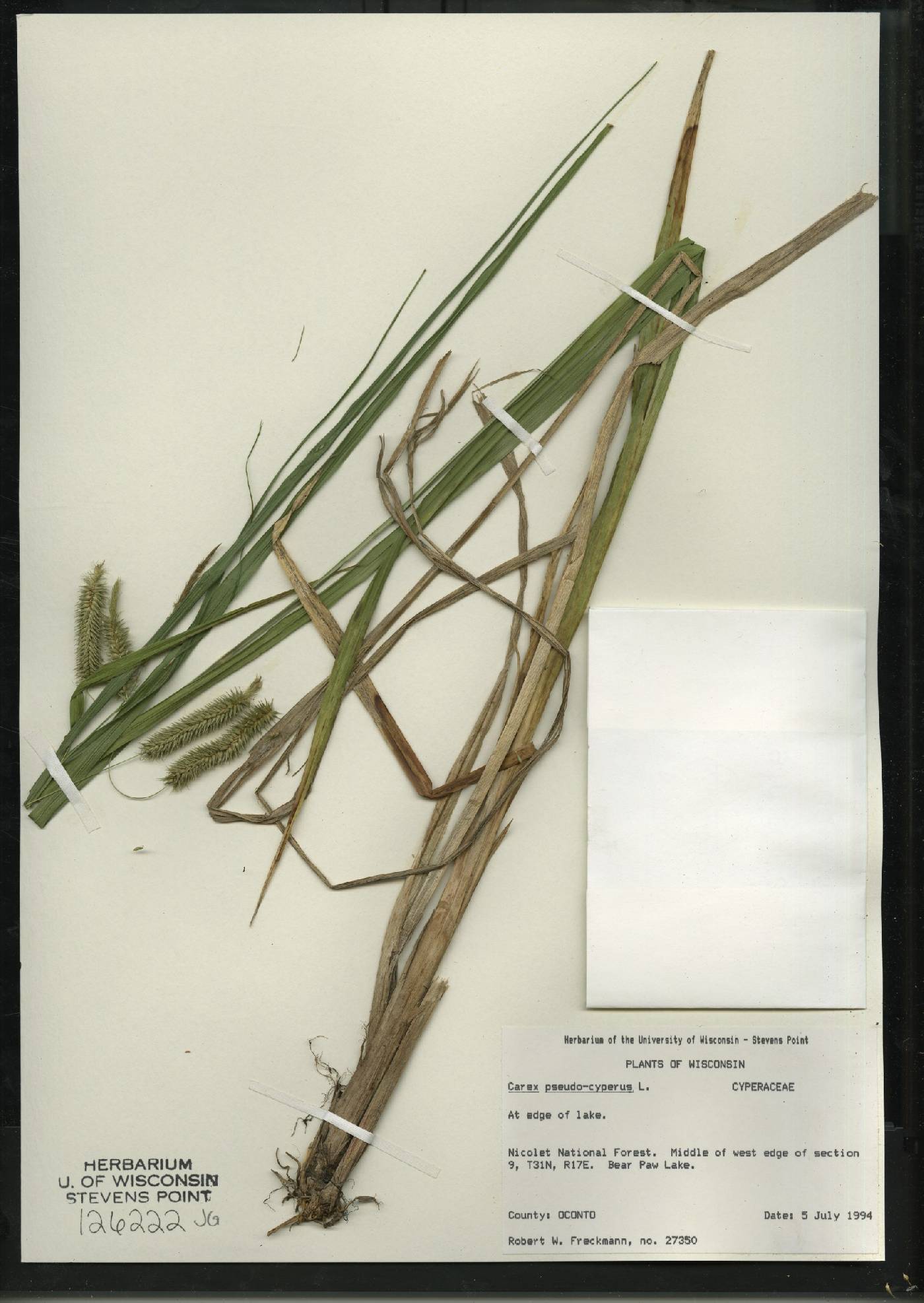 Carex pseudocyperus image