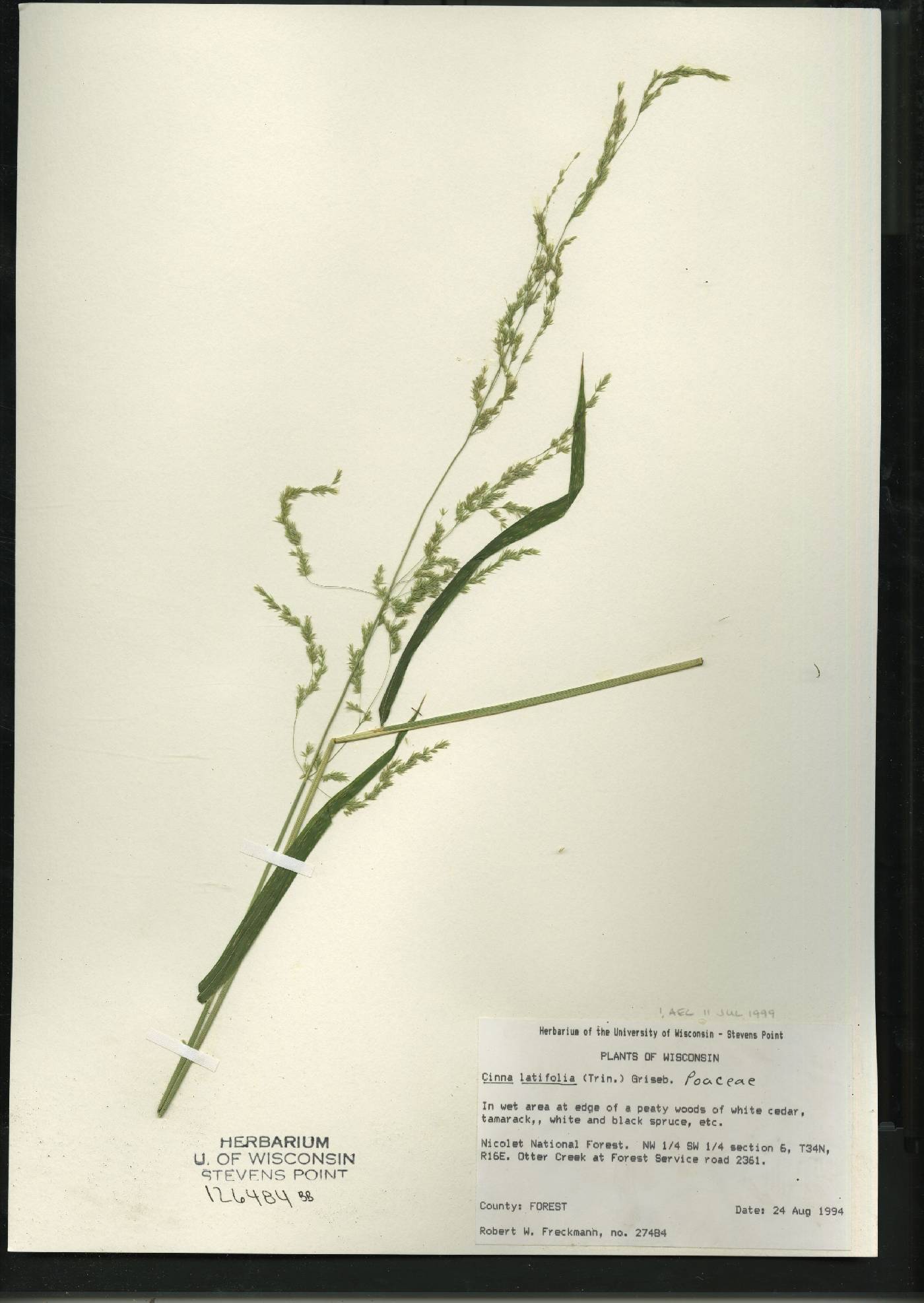 Cinna latifolia image