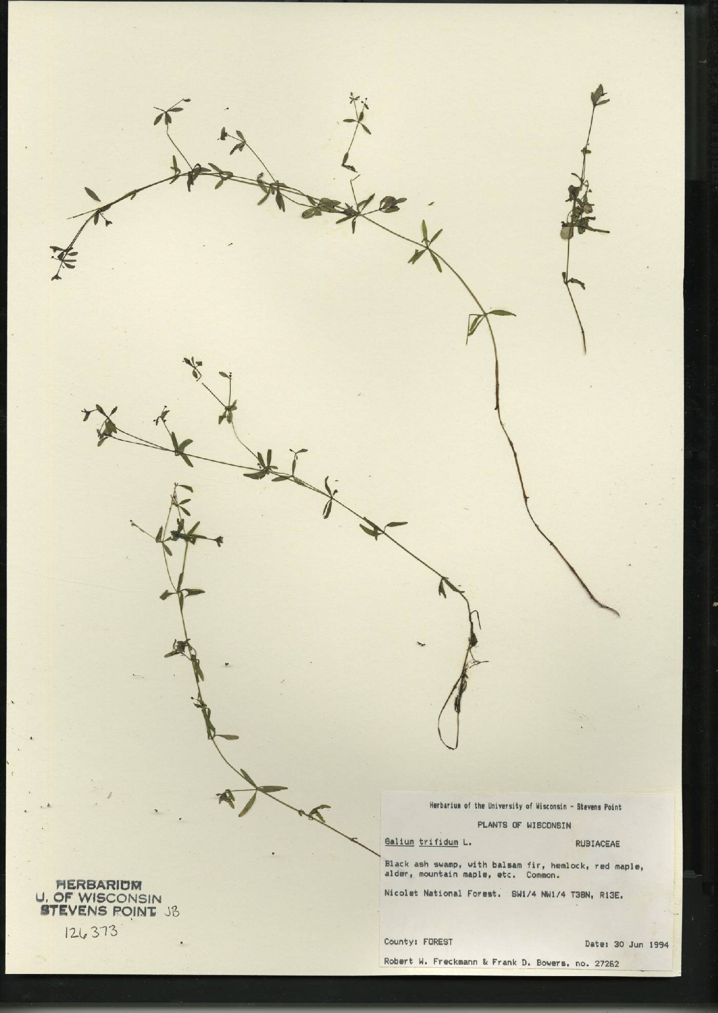 Galium trifidum image