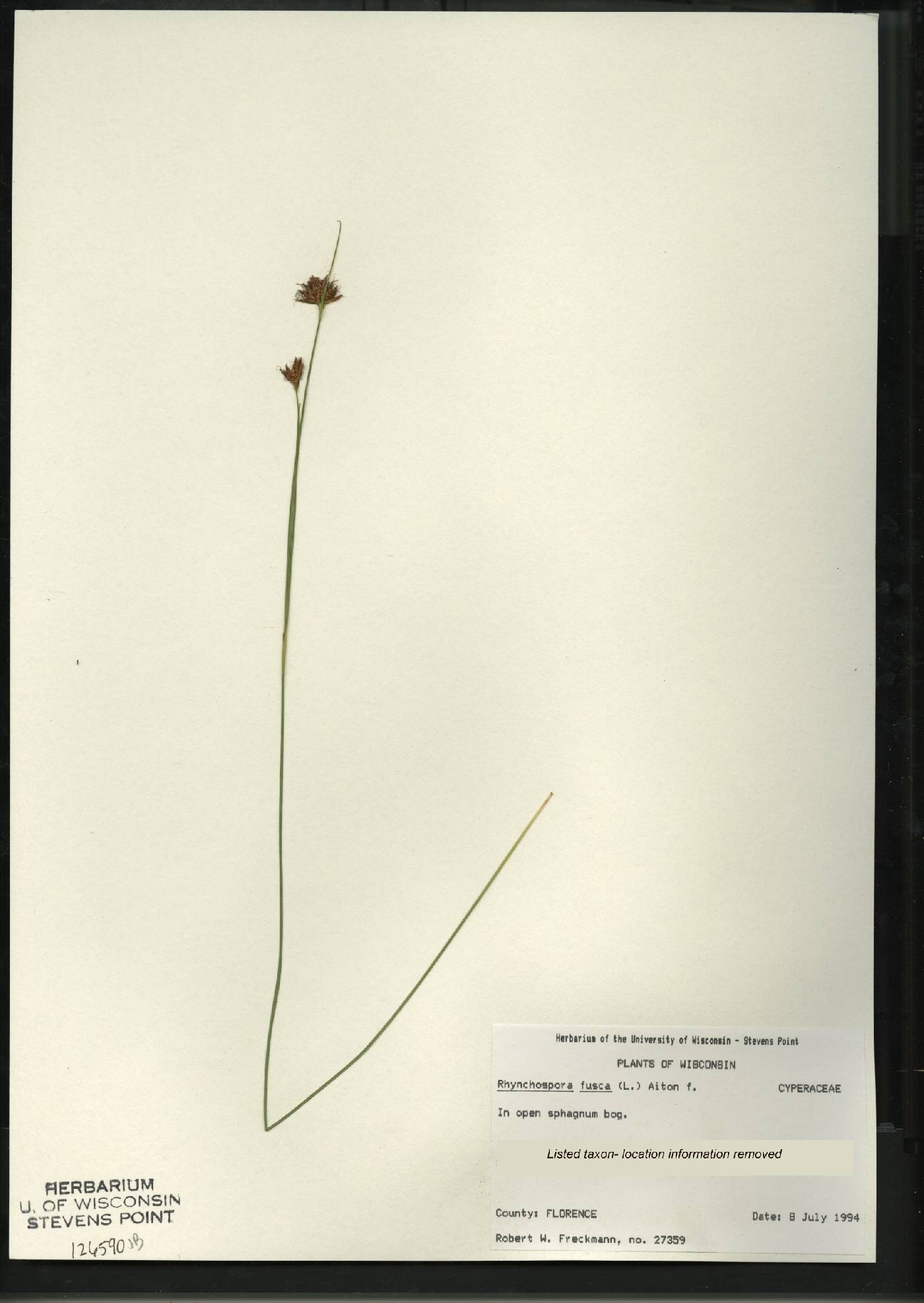 Rhynchospora fusca image