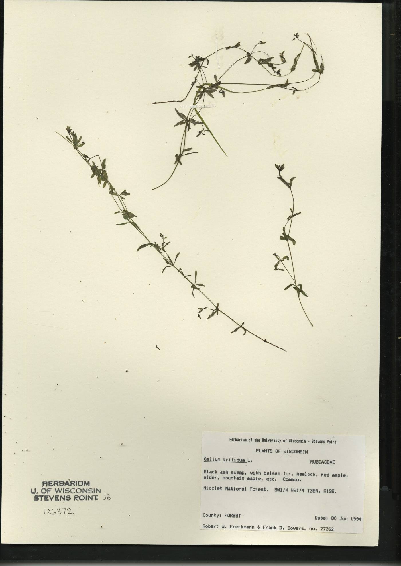 Galium trifidum image