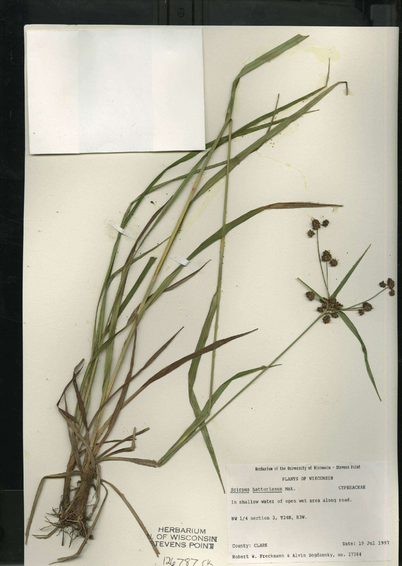 Scirpus hattorianus image