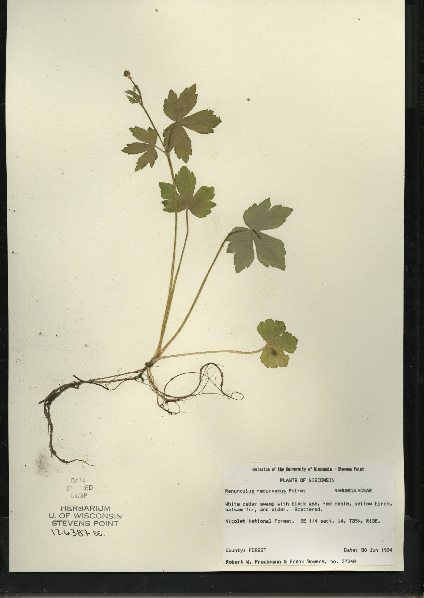Ranunculus recurvatus var. recurvatus image