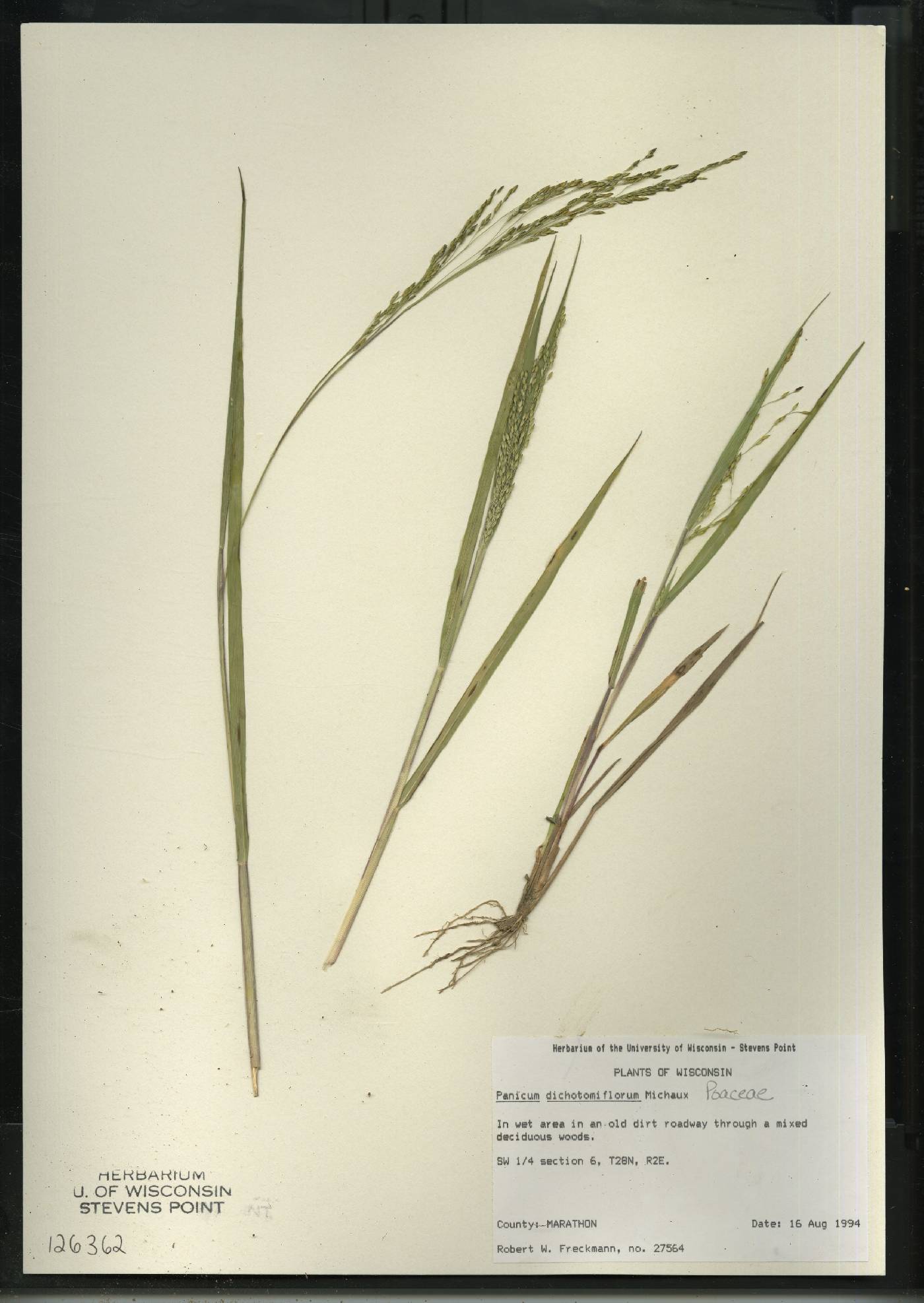Panicum dichotomiflorum subsp. dichotomiflorum image