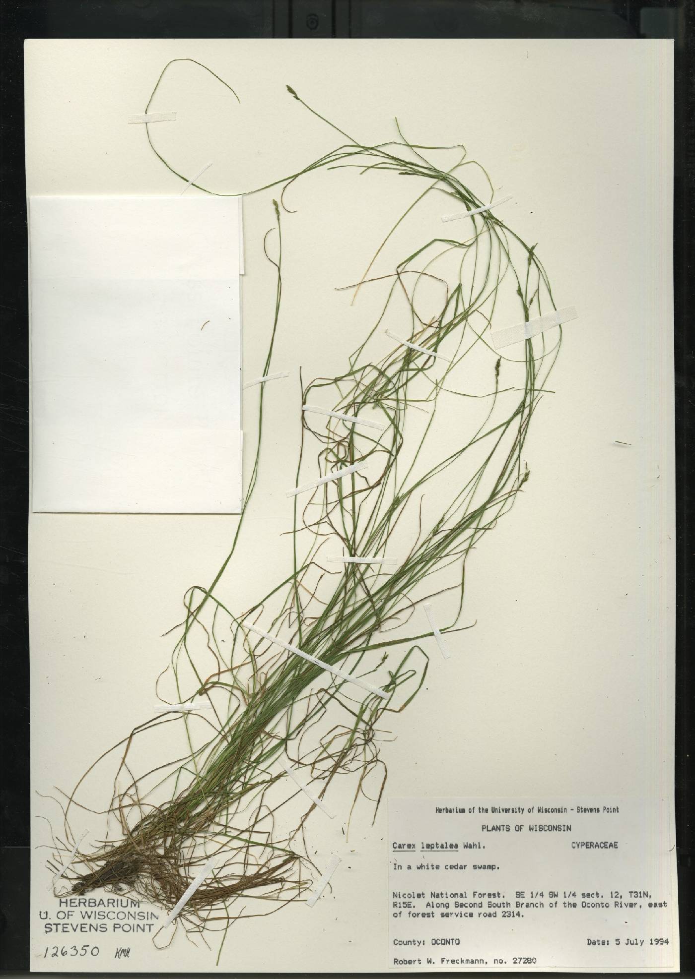 Carex leptalea subsp. leptalea image