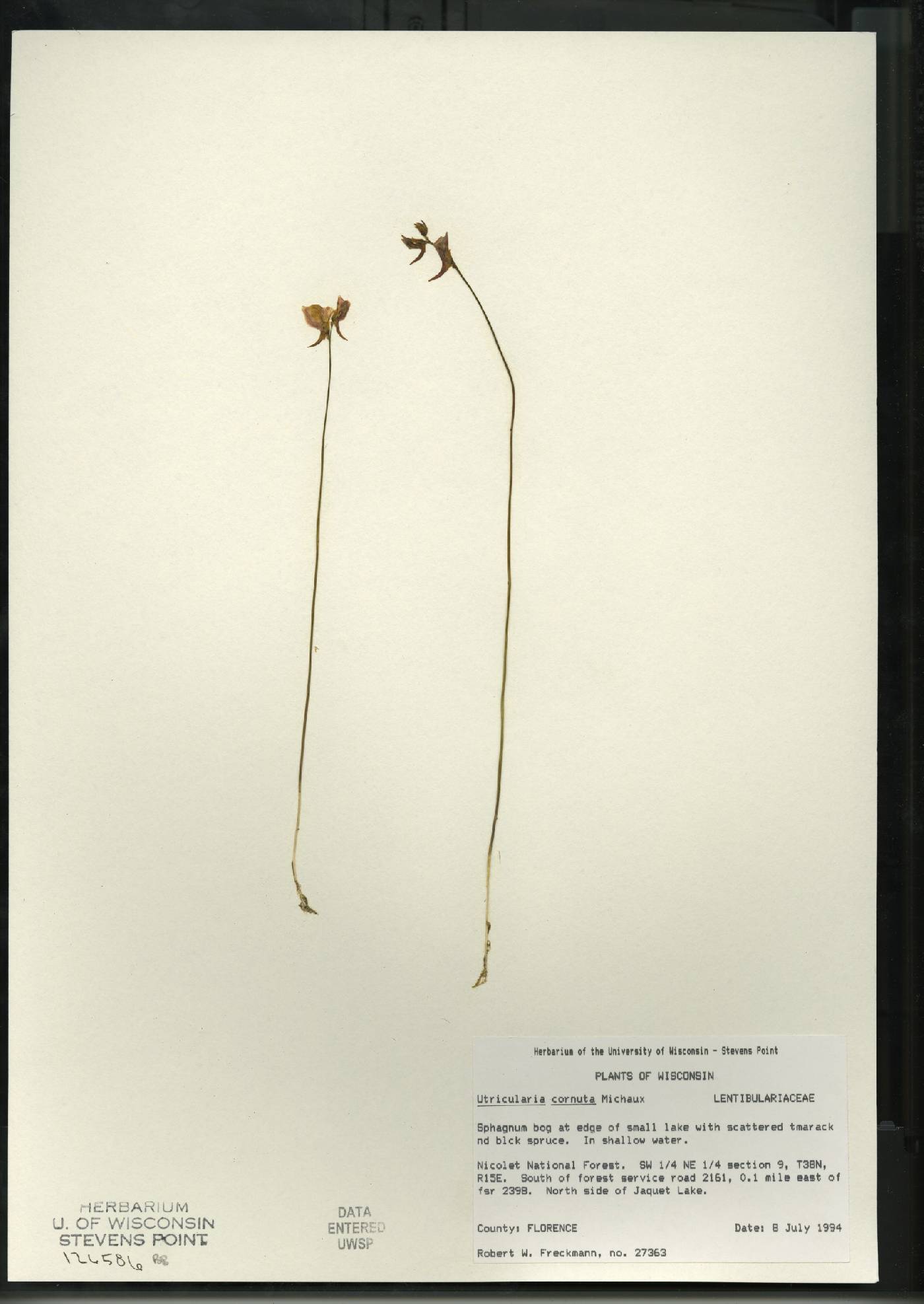 Utricularia cornuta image