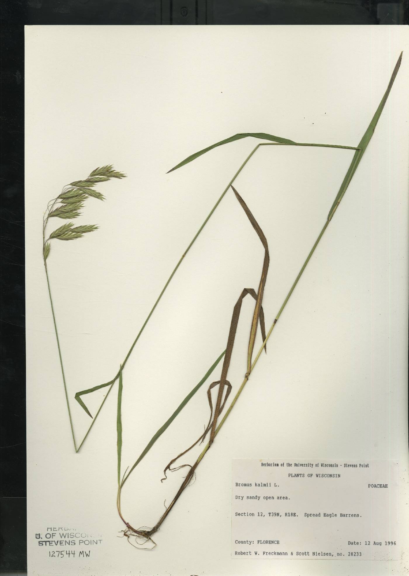 Bromus kalmii image