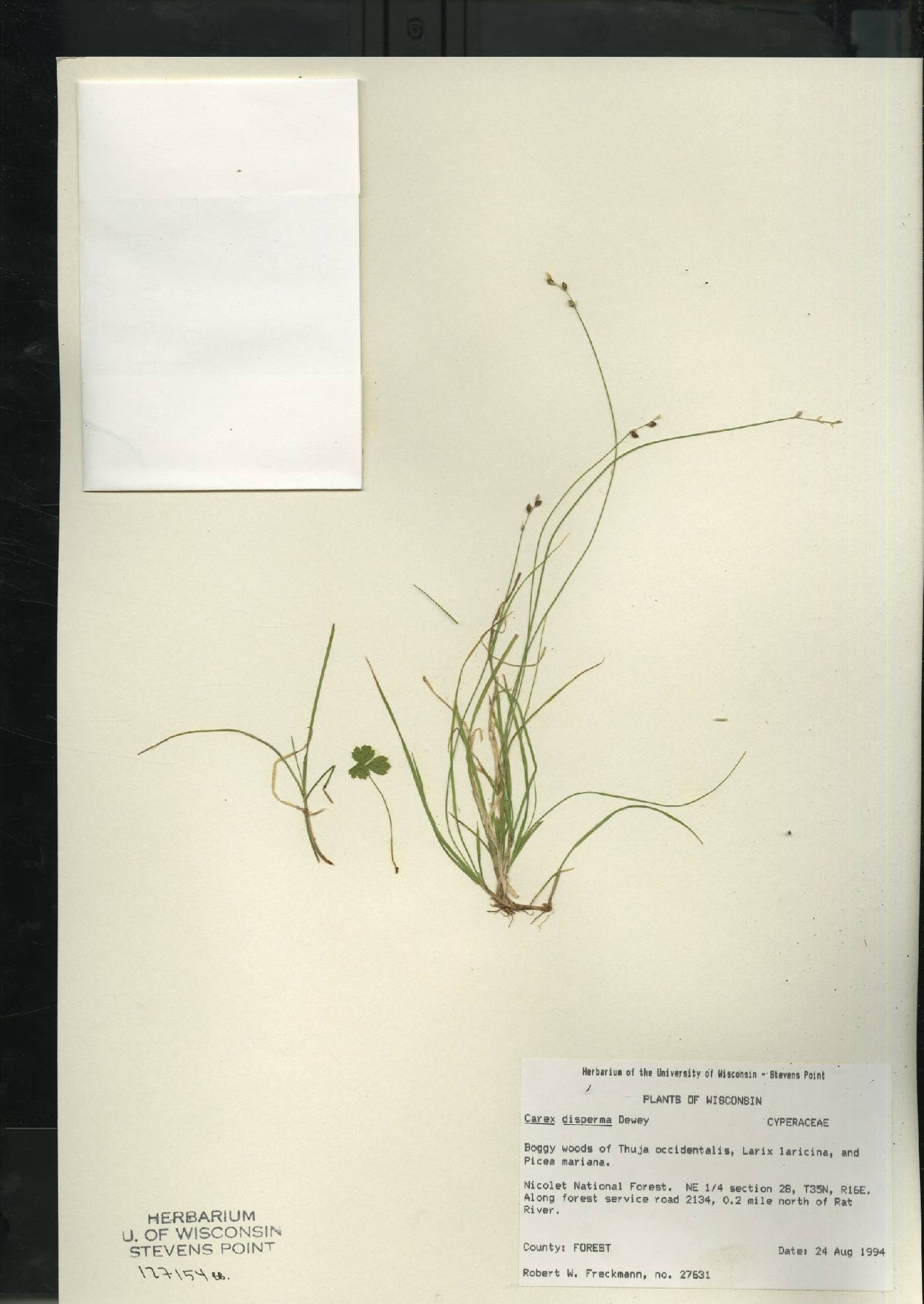 Carex disperma image