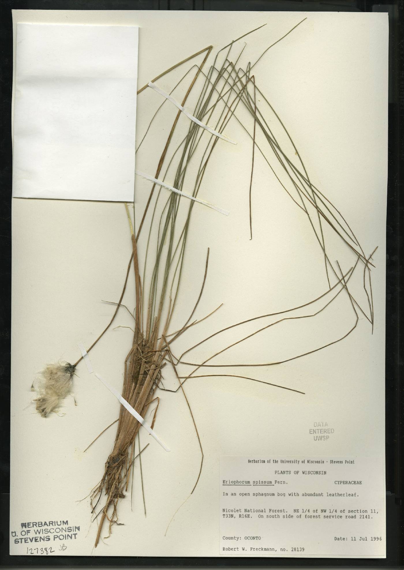 Eriophorum vaginatum image
