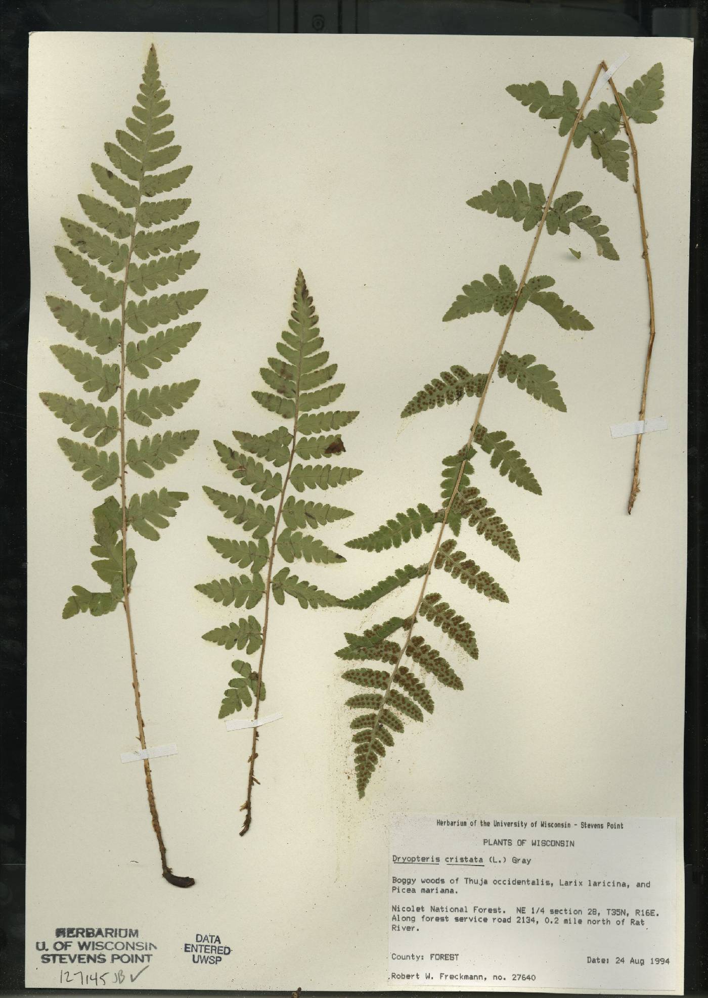 Dryopteris cristata image
