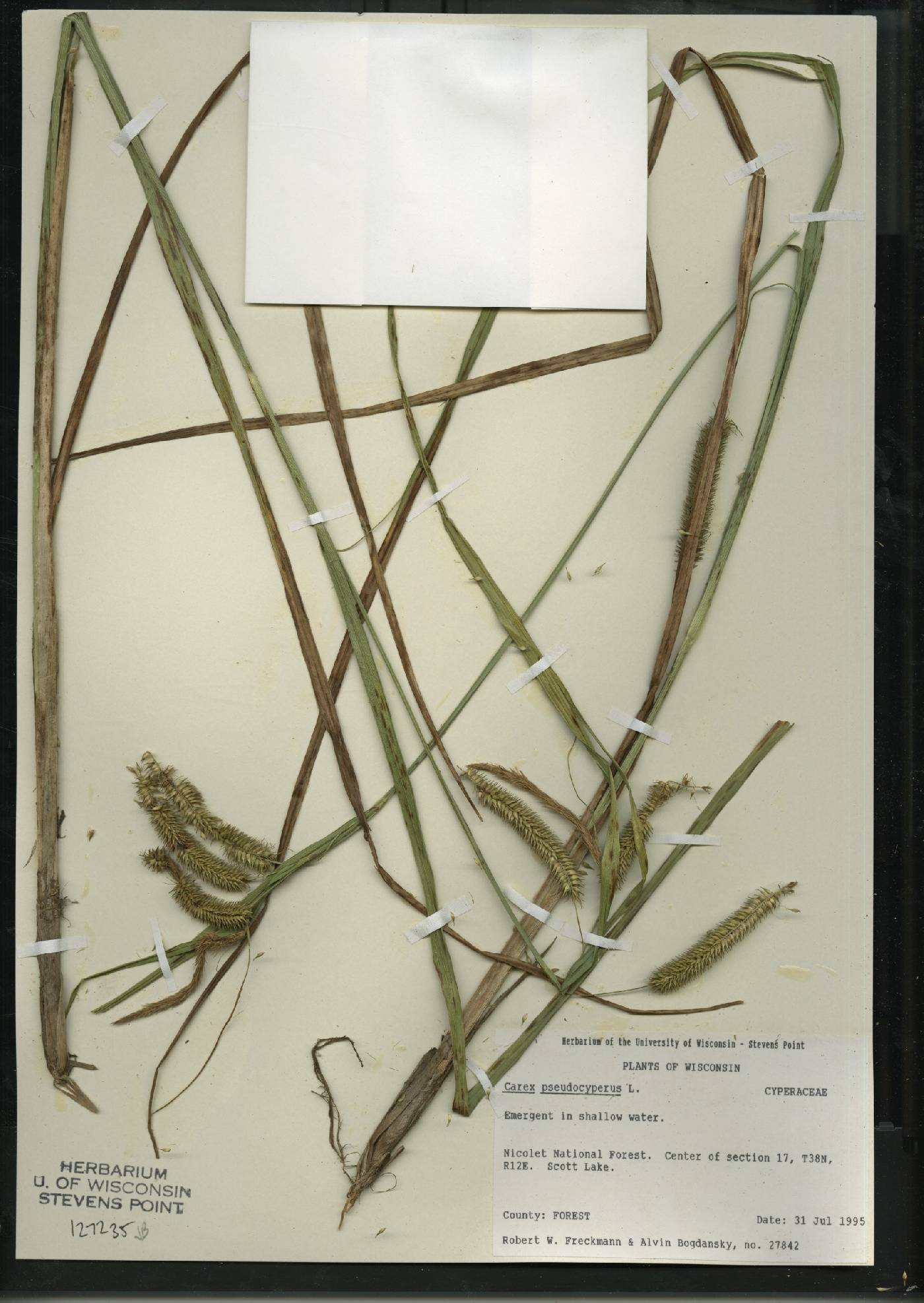 Carex pseudocyperus image