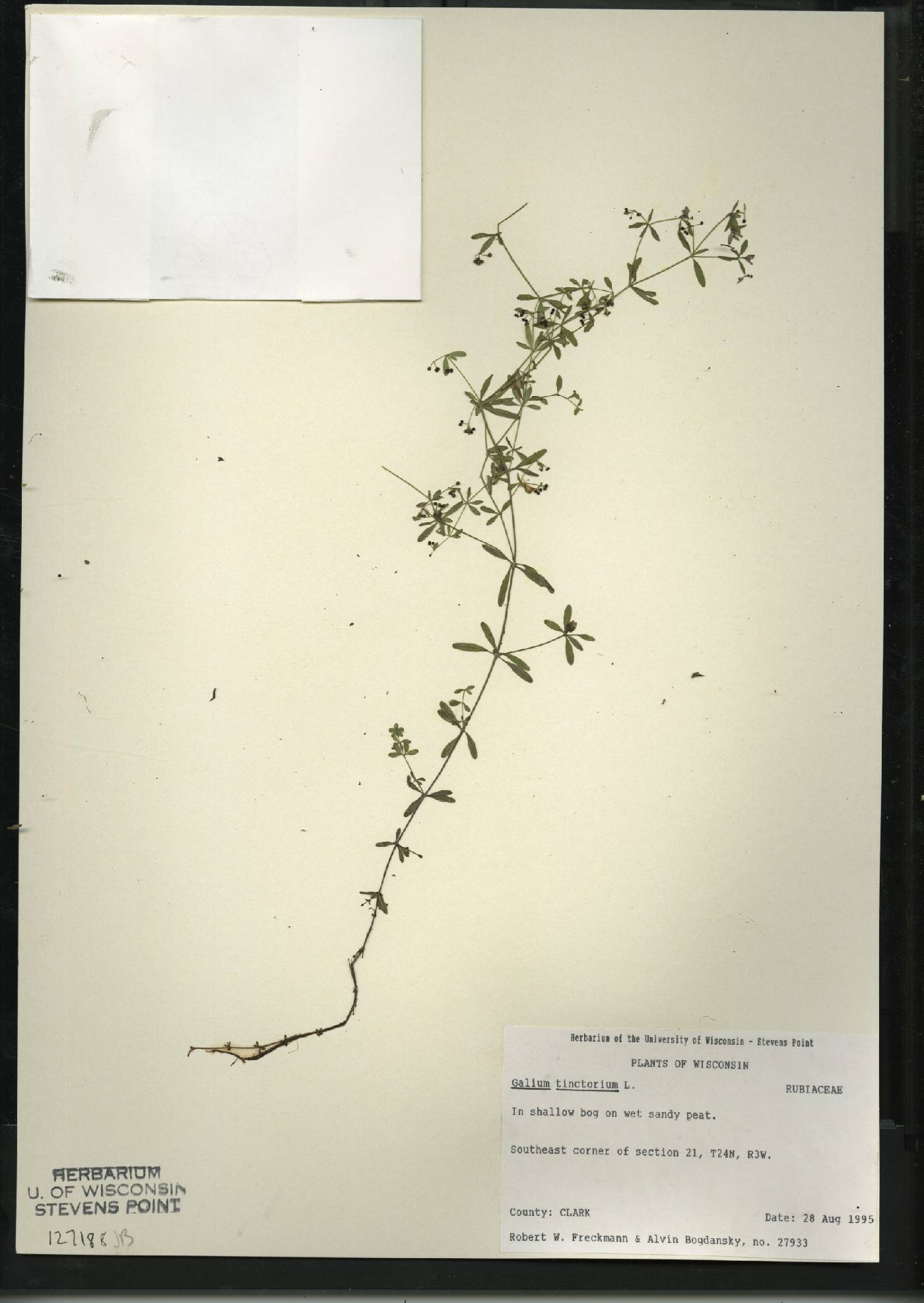 Galium tinctorium image