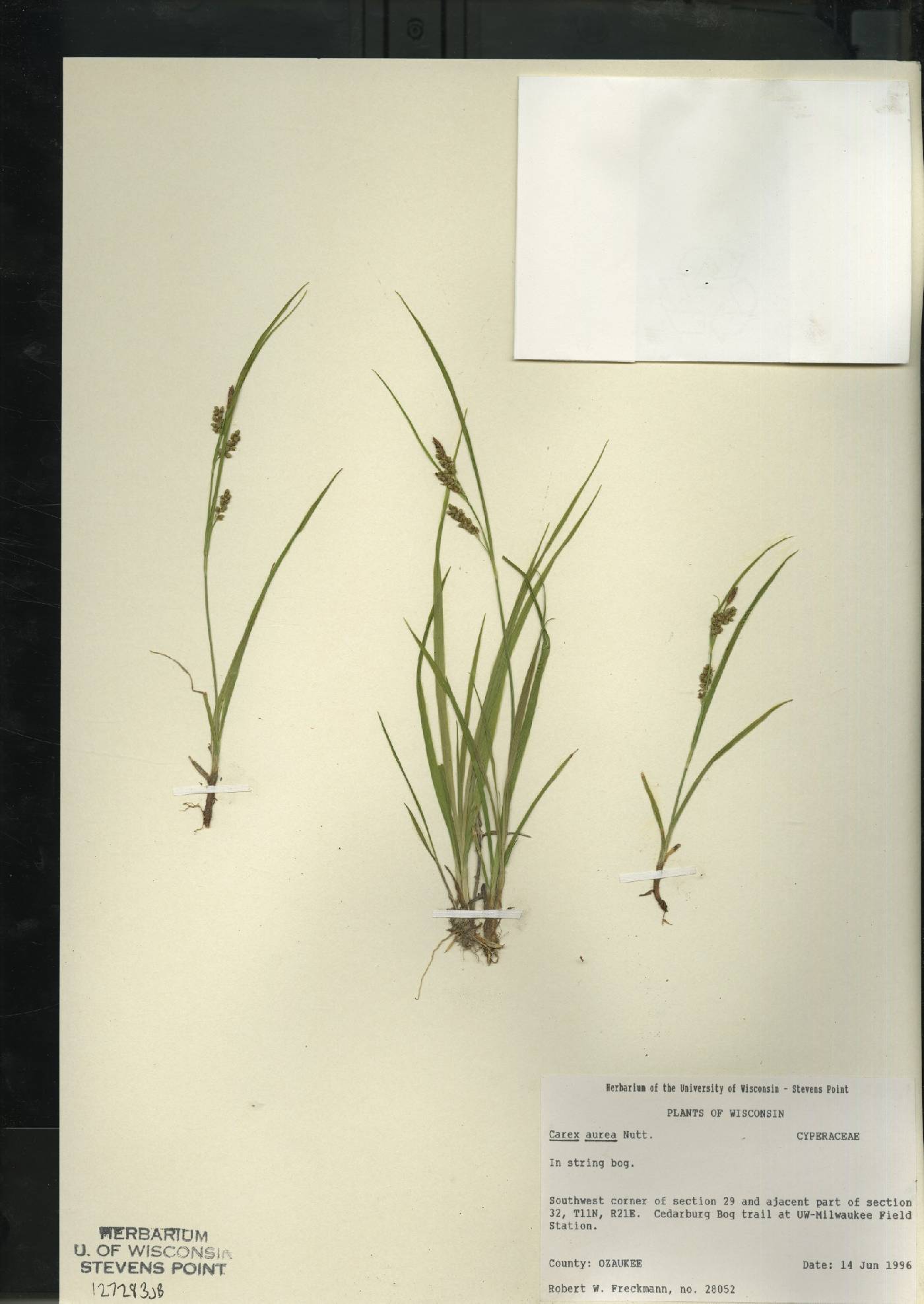 Carex aurea image