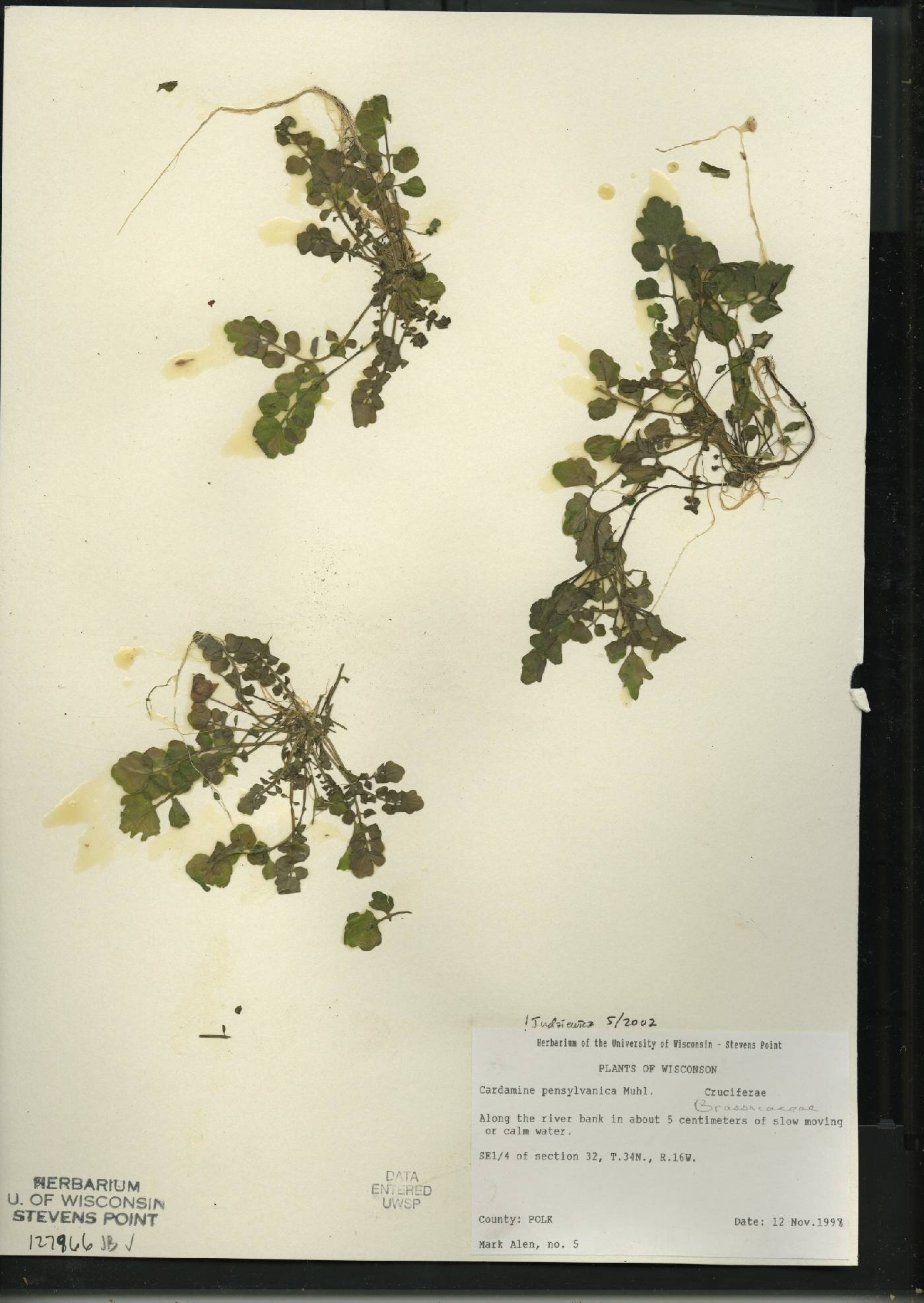 Cardamine pensylvanica image