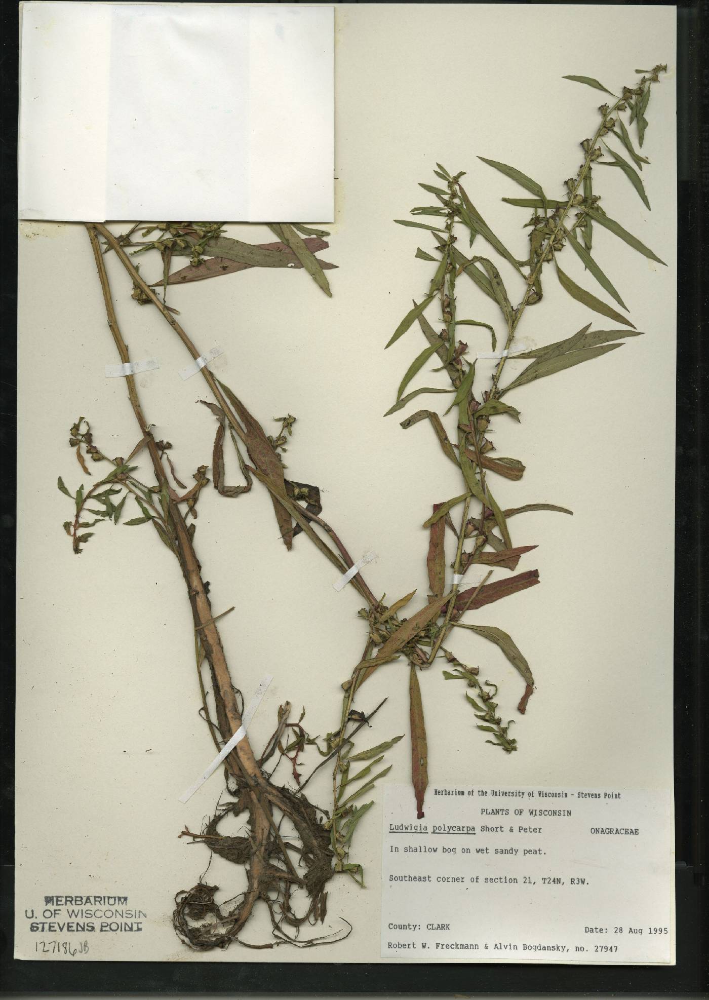 Ludwigia polycarpa image