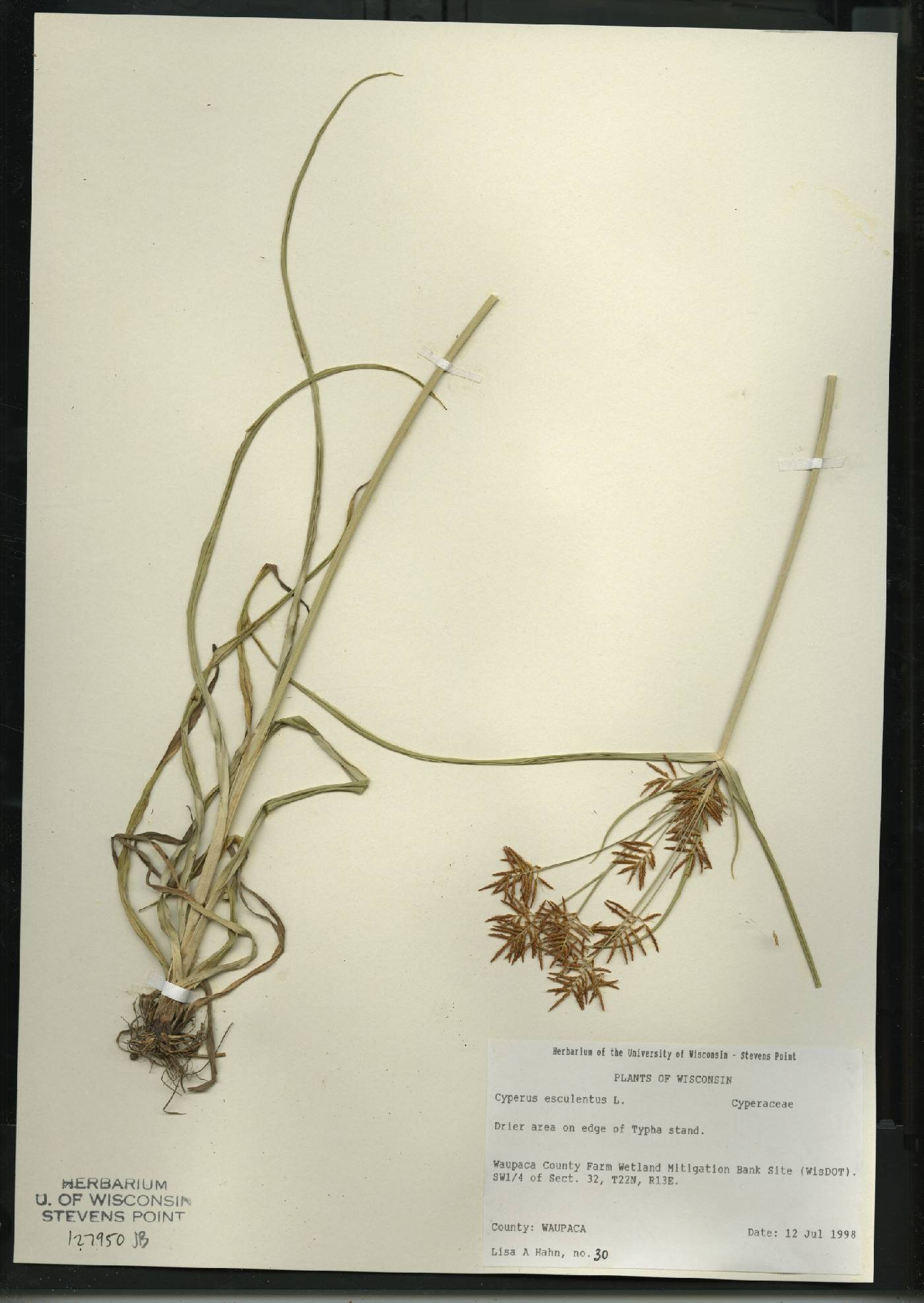 Cyperus esculentus var. leptostachyus image