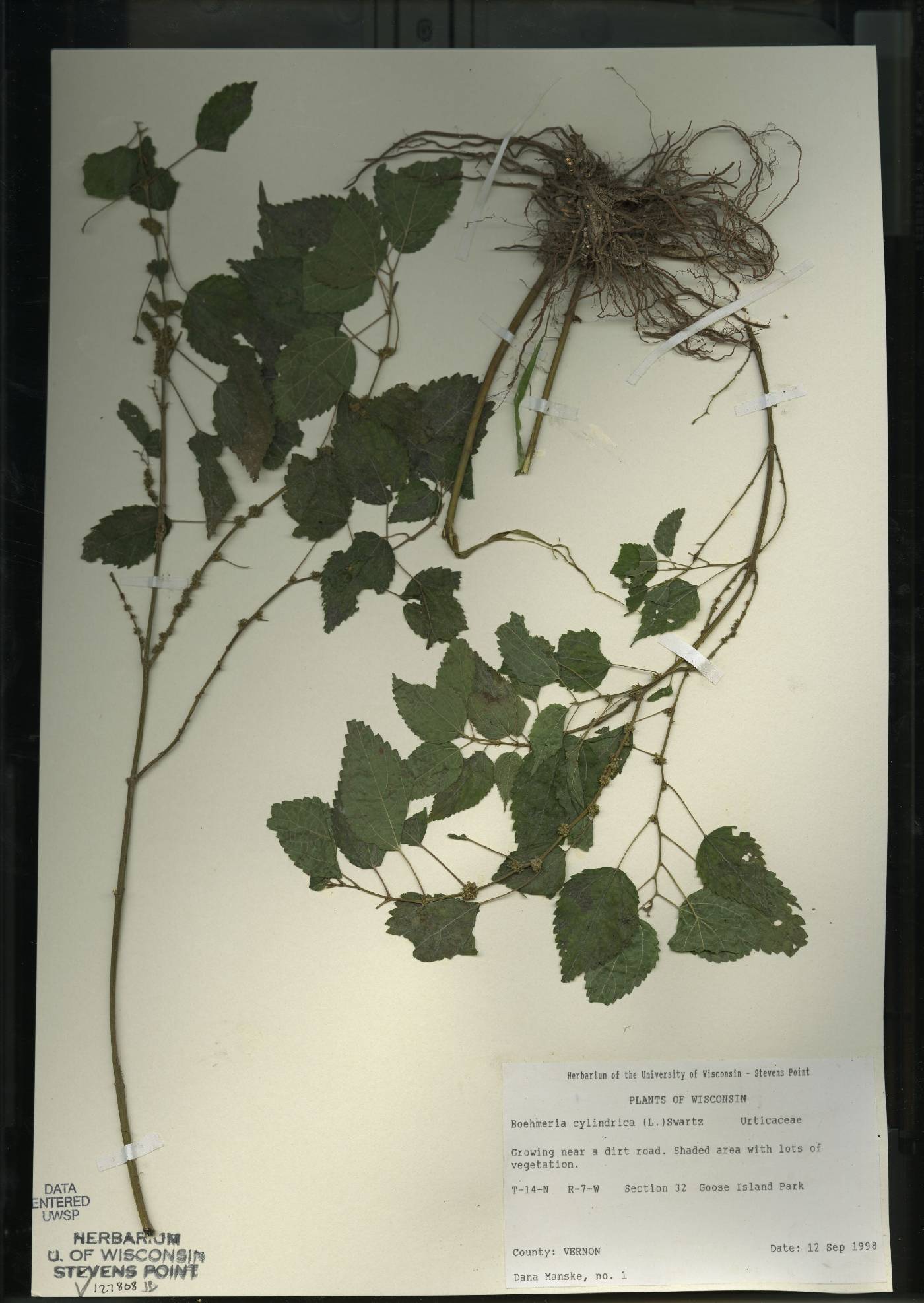 Boehmeria cylindrica image