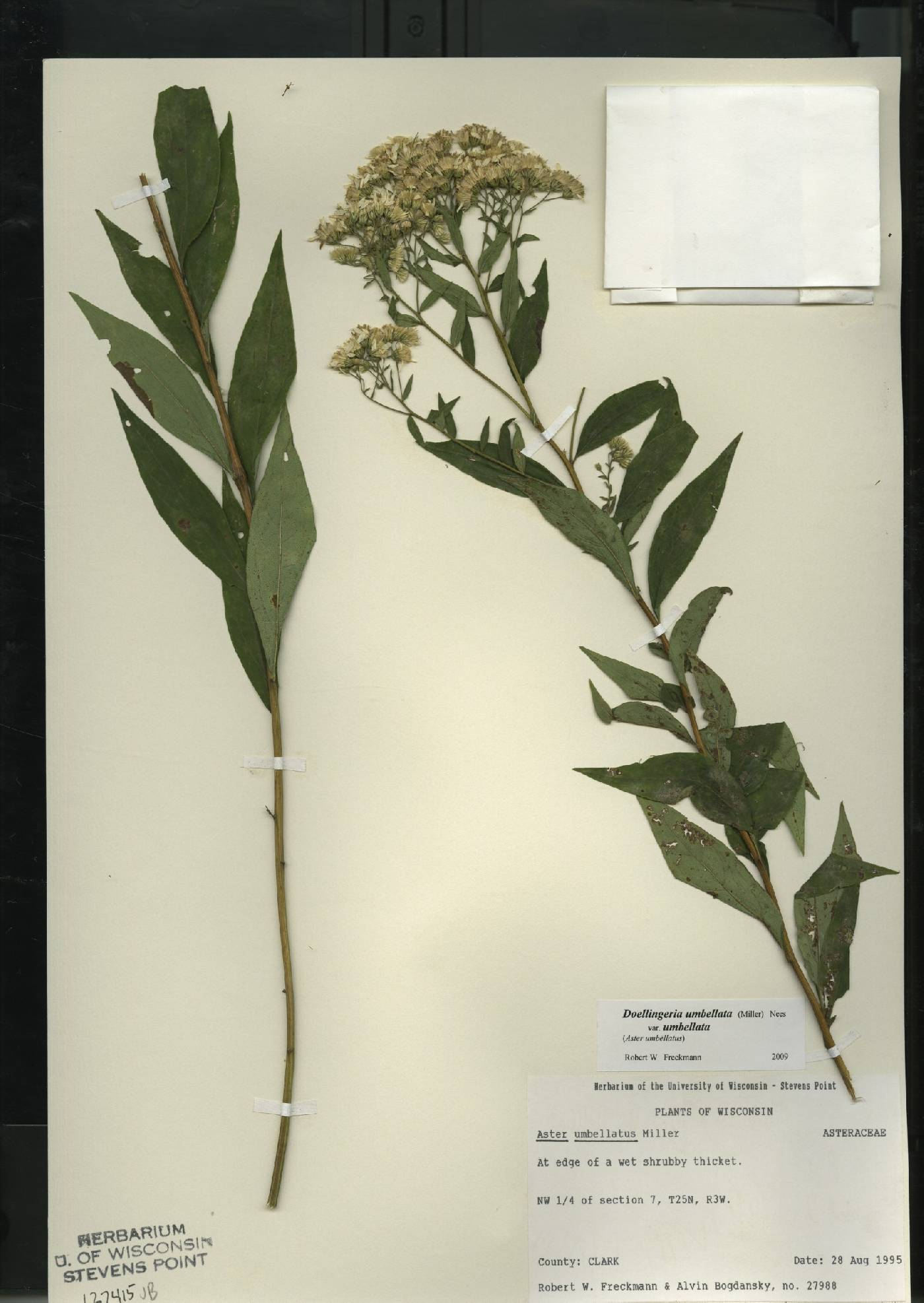 Doellingeria umbellata var. umbellata image