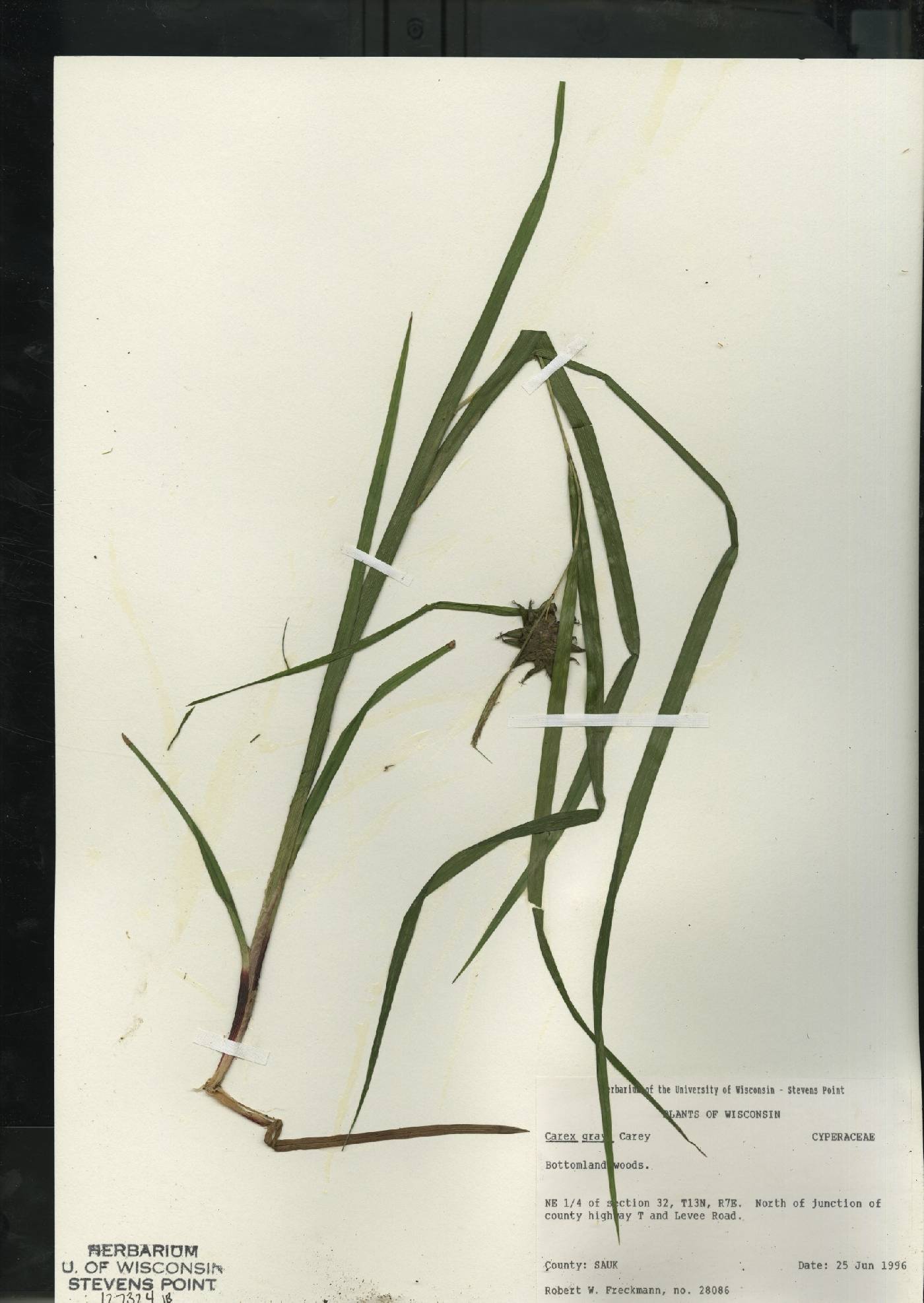 Carex grayi image