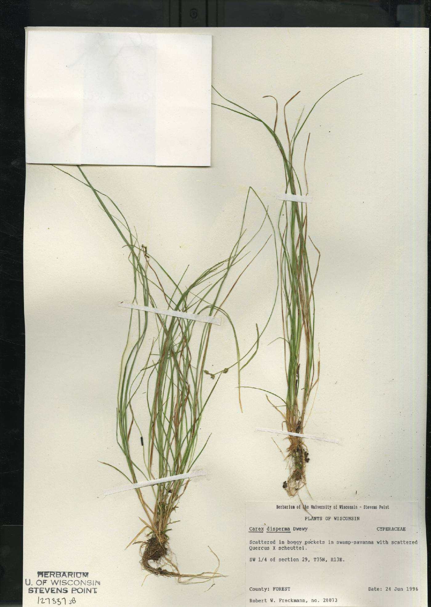 Carex disperma image