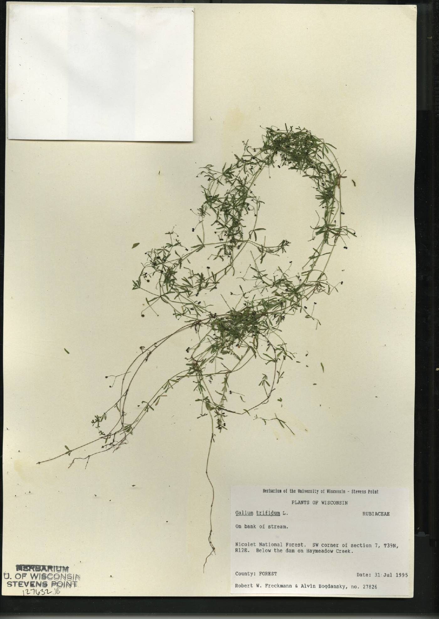 Galium trifidum image