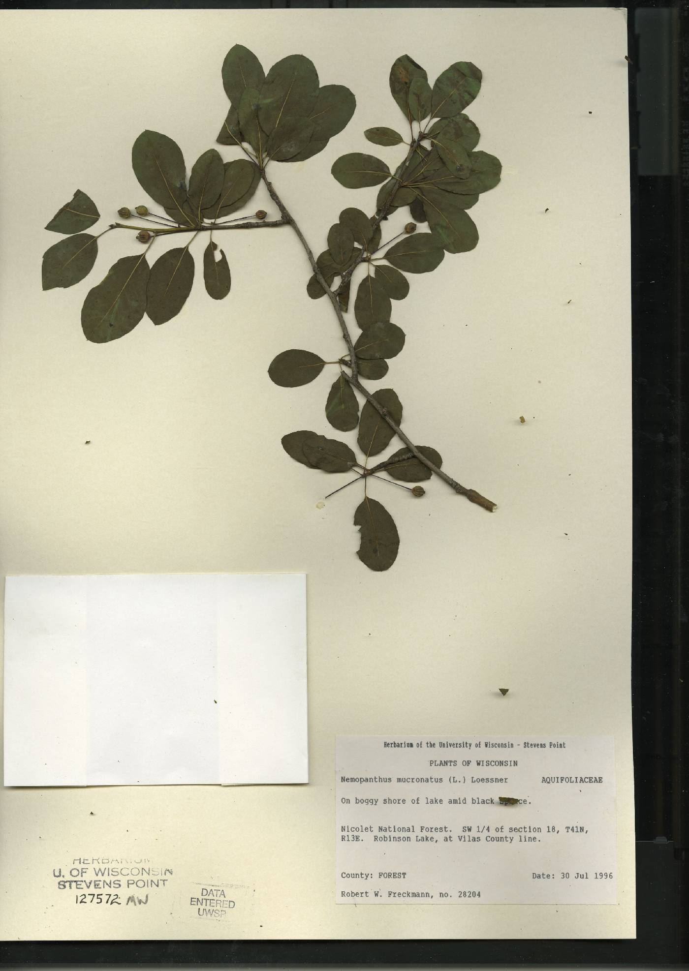 Ilex mucronata image