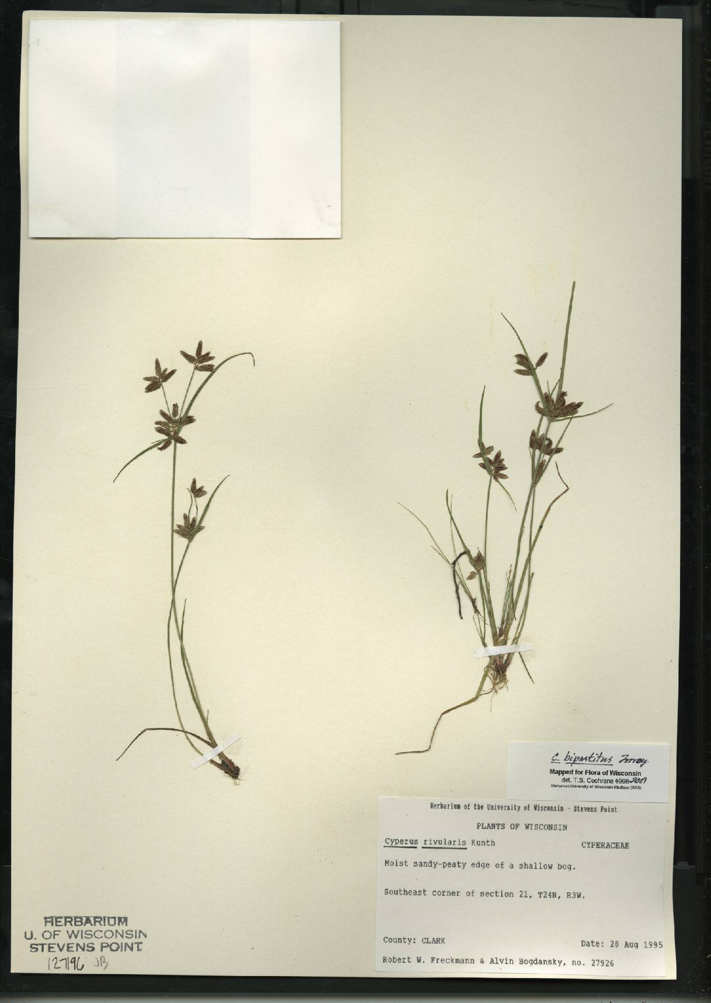 Cyperus bipartitus image