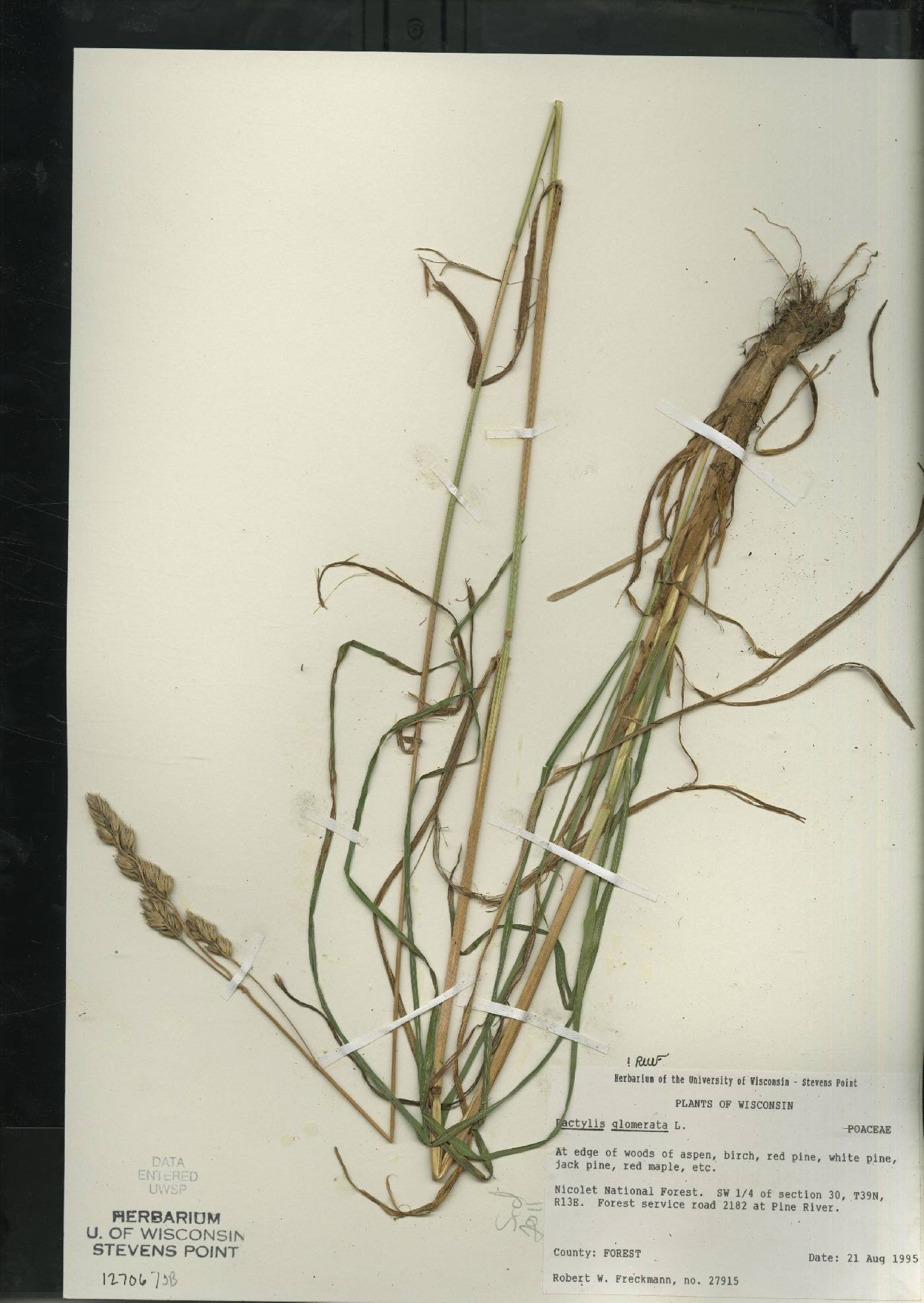 Dactylis glomerata image