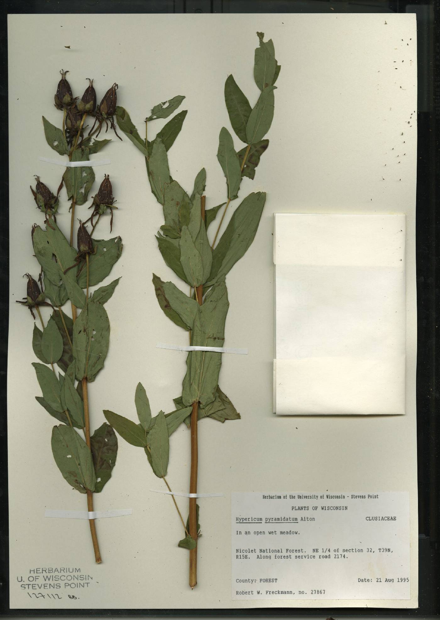 Hypericum ascyron image