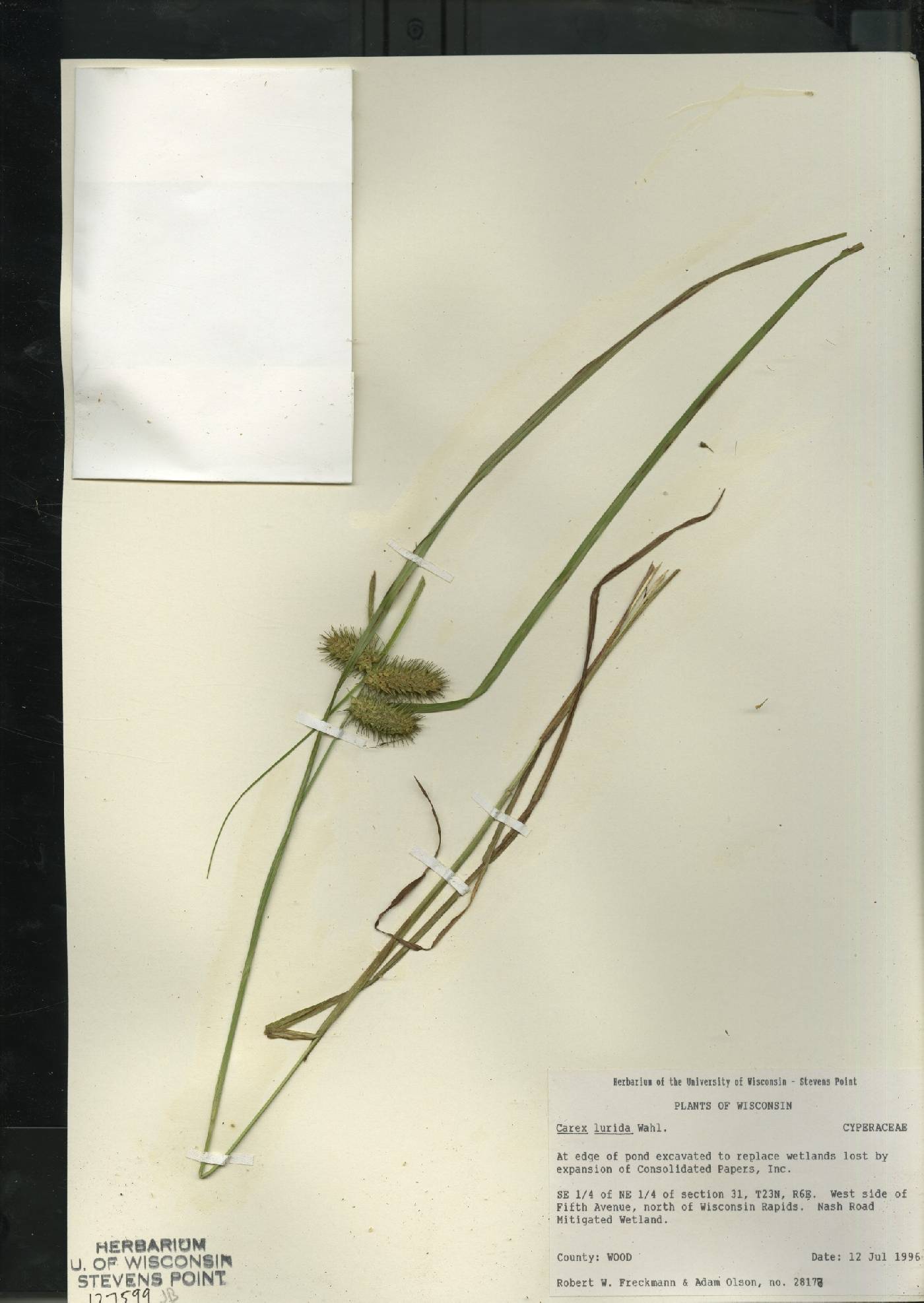 Carex lurida image