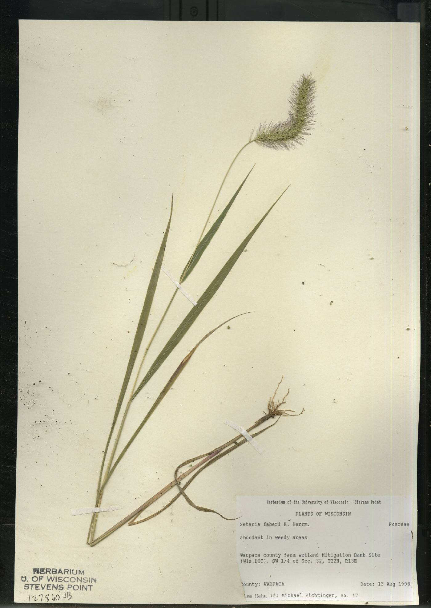 Setaria faberi image