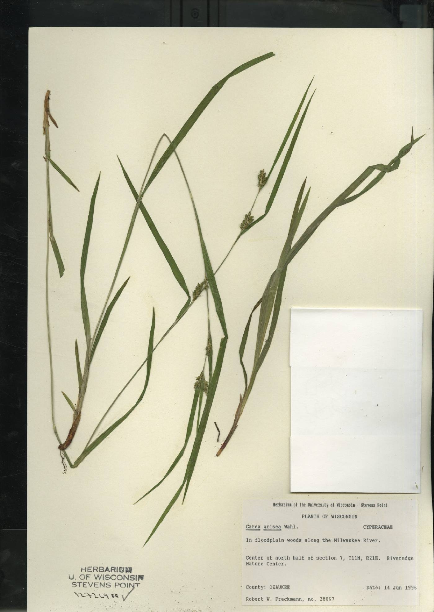 Carex grisea image
